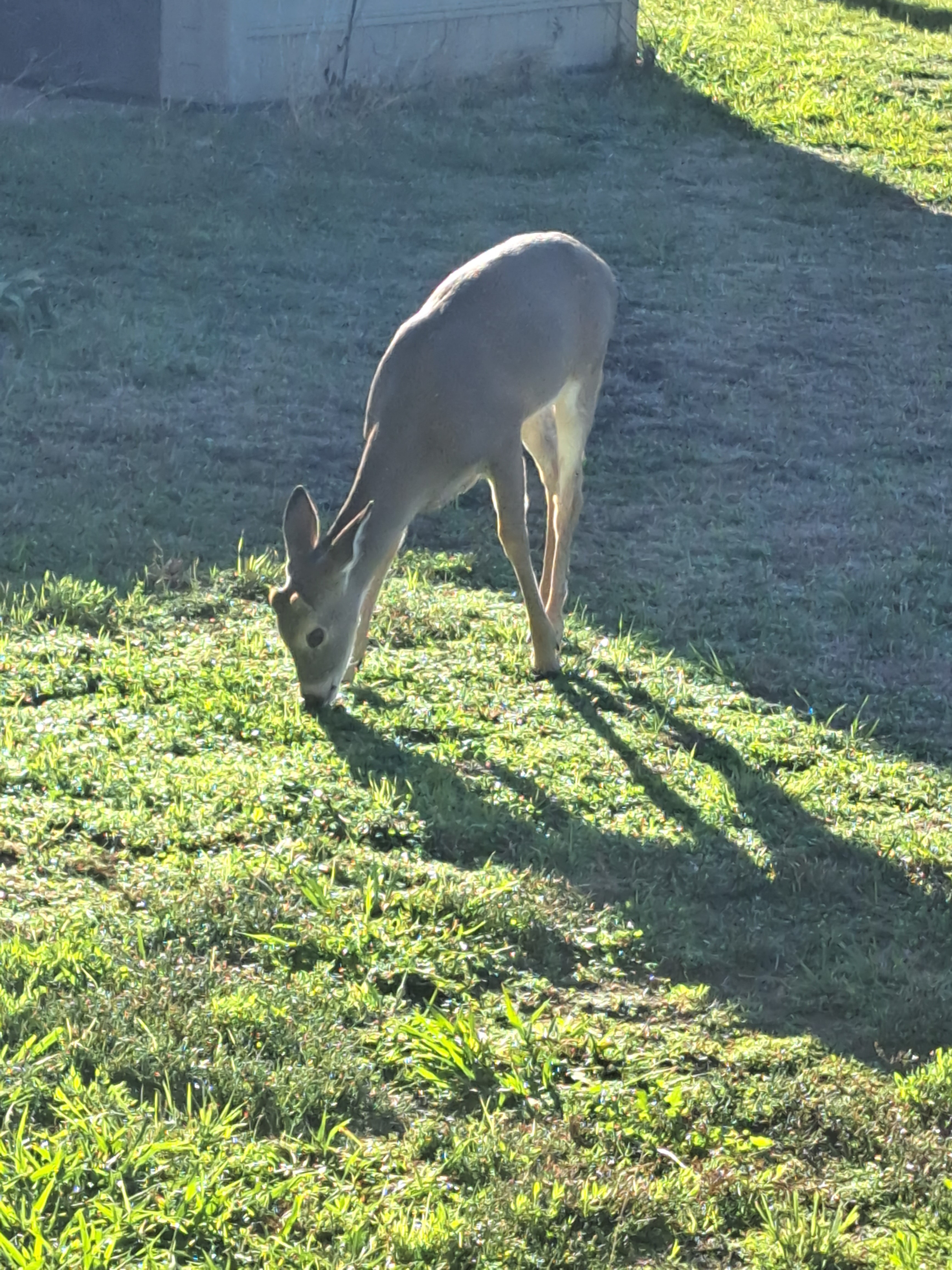 Decatur, Texas, 76234, United States, 3 Bedrooms Bedrooms, ,2 BathroomsBathrooms,Residential,For Sale,1981481
