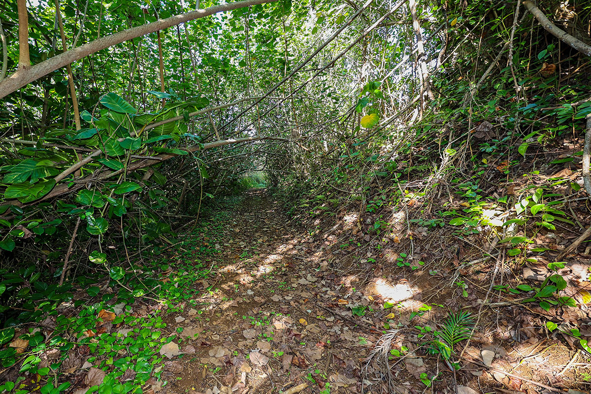 6828-B KUAMOO RD 2, Kapaa, Hawaii, 96746, United States, ,Land,For Sale,6828-B KUAMOO RD 2,1672725