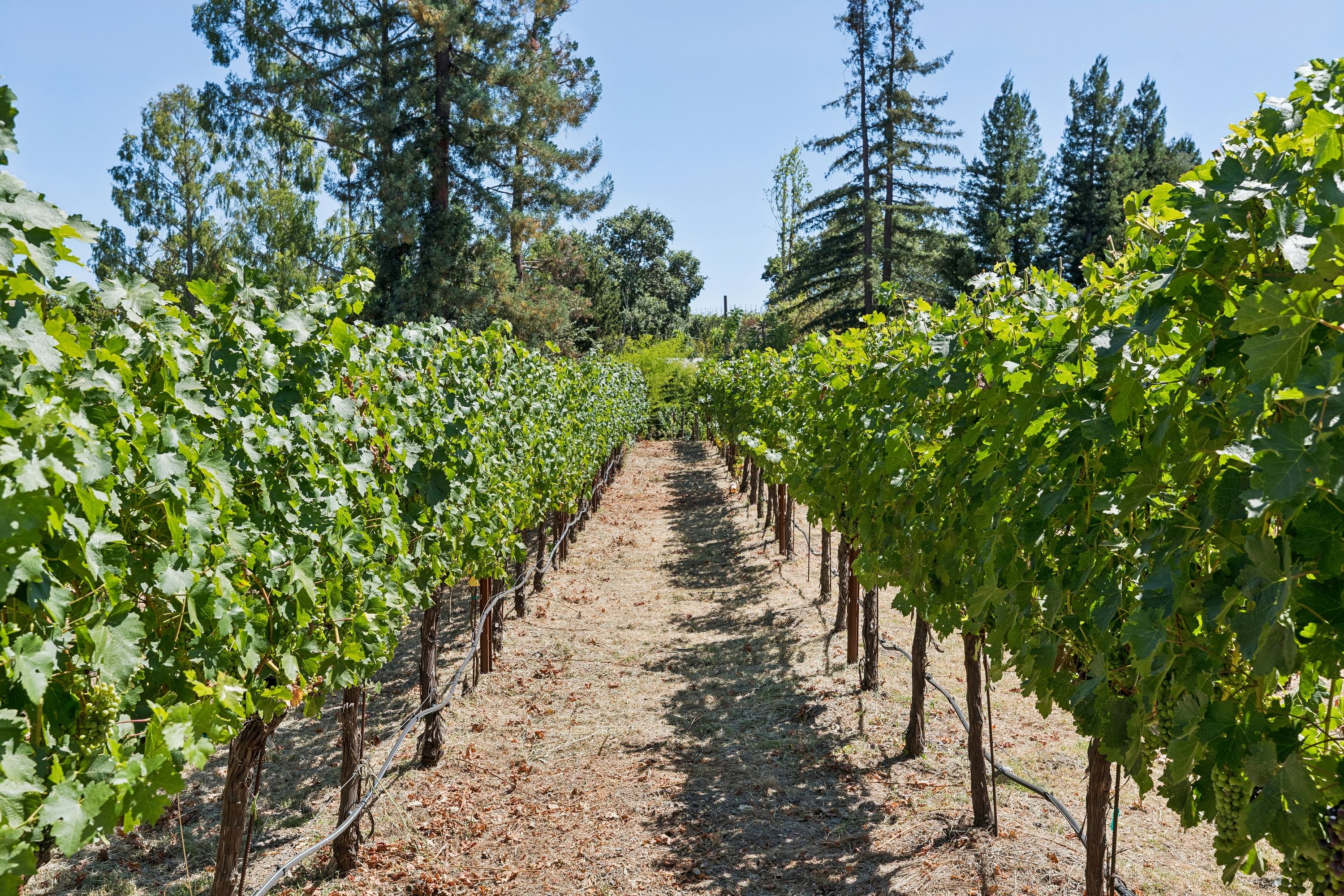  Napa Valley Lifestyle Estate - 物件實景