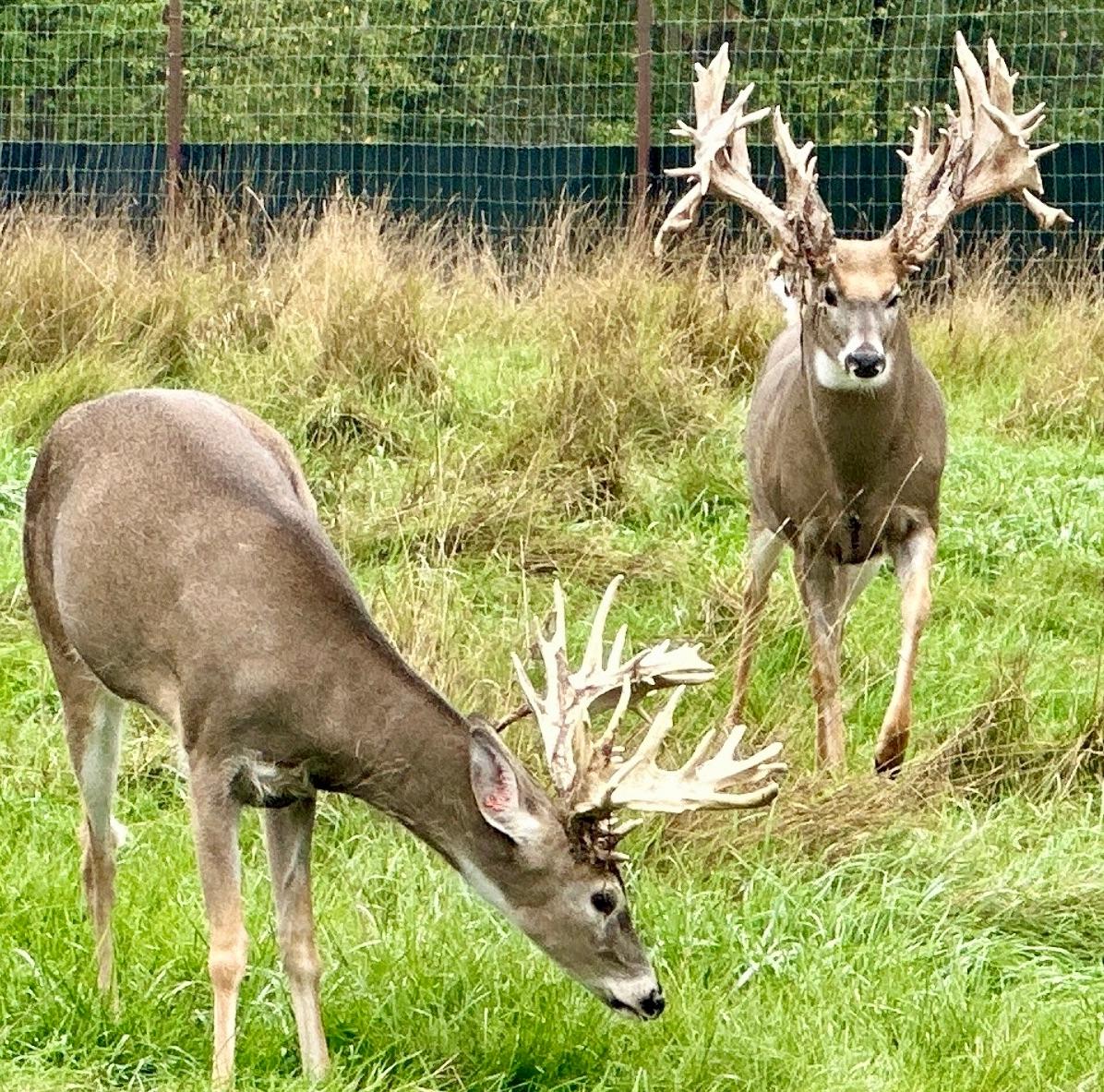 Lake Tomahawk, Wisconsin, 54487, United States, ,Residential,For Sale,1973874