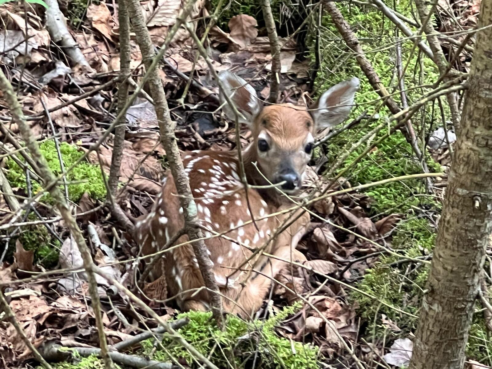Alpena, Michigan, 49707, United States, 4 Bedrooms Bedrooms, ,4 BathroomsBathrooms,Residential,For Sale,2005523