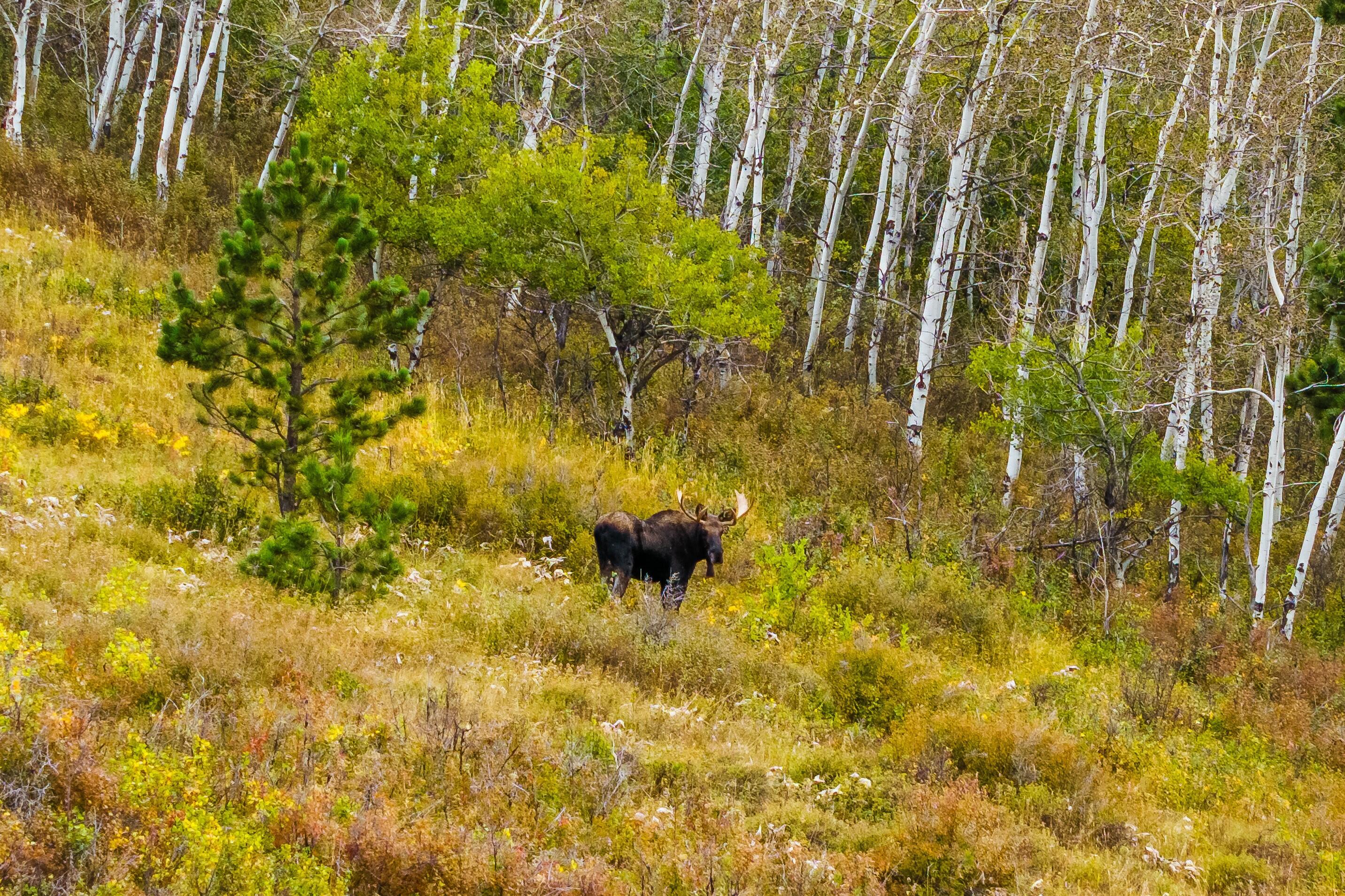 Big Horn, Wyoming, 82833, United States, ,Residential,For Sale,2011314