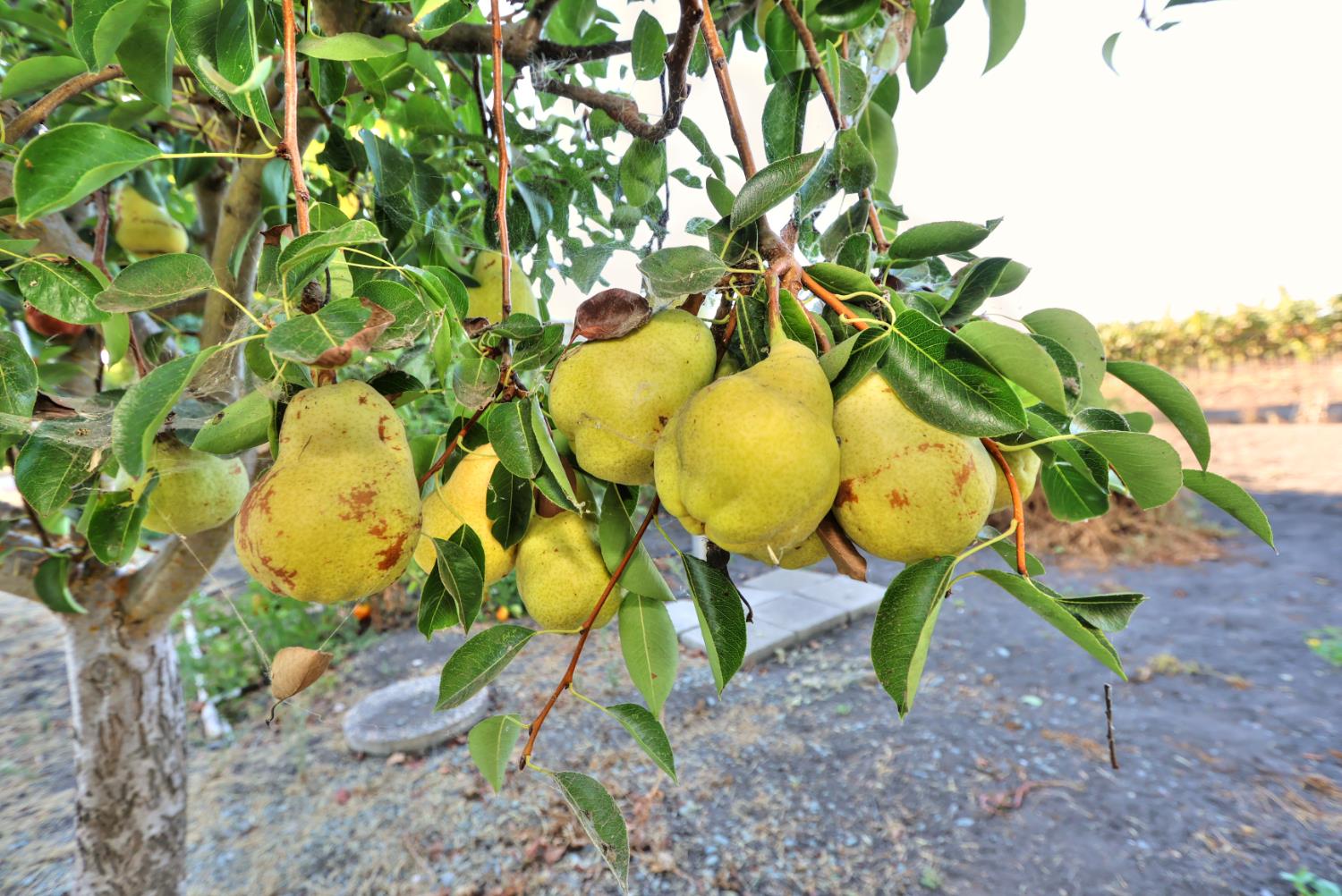 Walnut Grove, California, 95690, United States, 5 Bedrooms Bedrooms, ,3 BathroomsBathrooms,Residential,For Sale,1957042