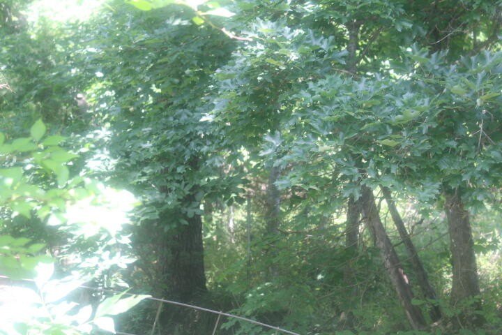 Polk, Missouri, 65727, United States, ,Land,For Sale,1980569