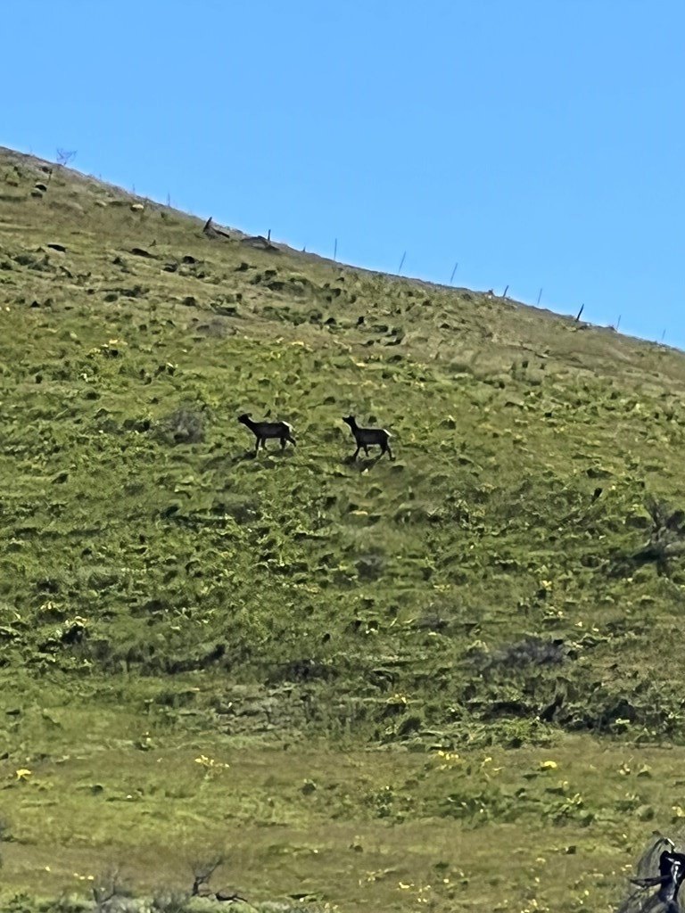 Council, Idaho, 83612, United States, ,Residential,For Sale,1980255