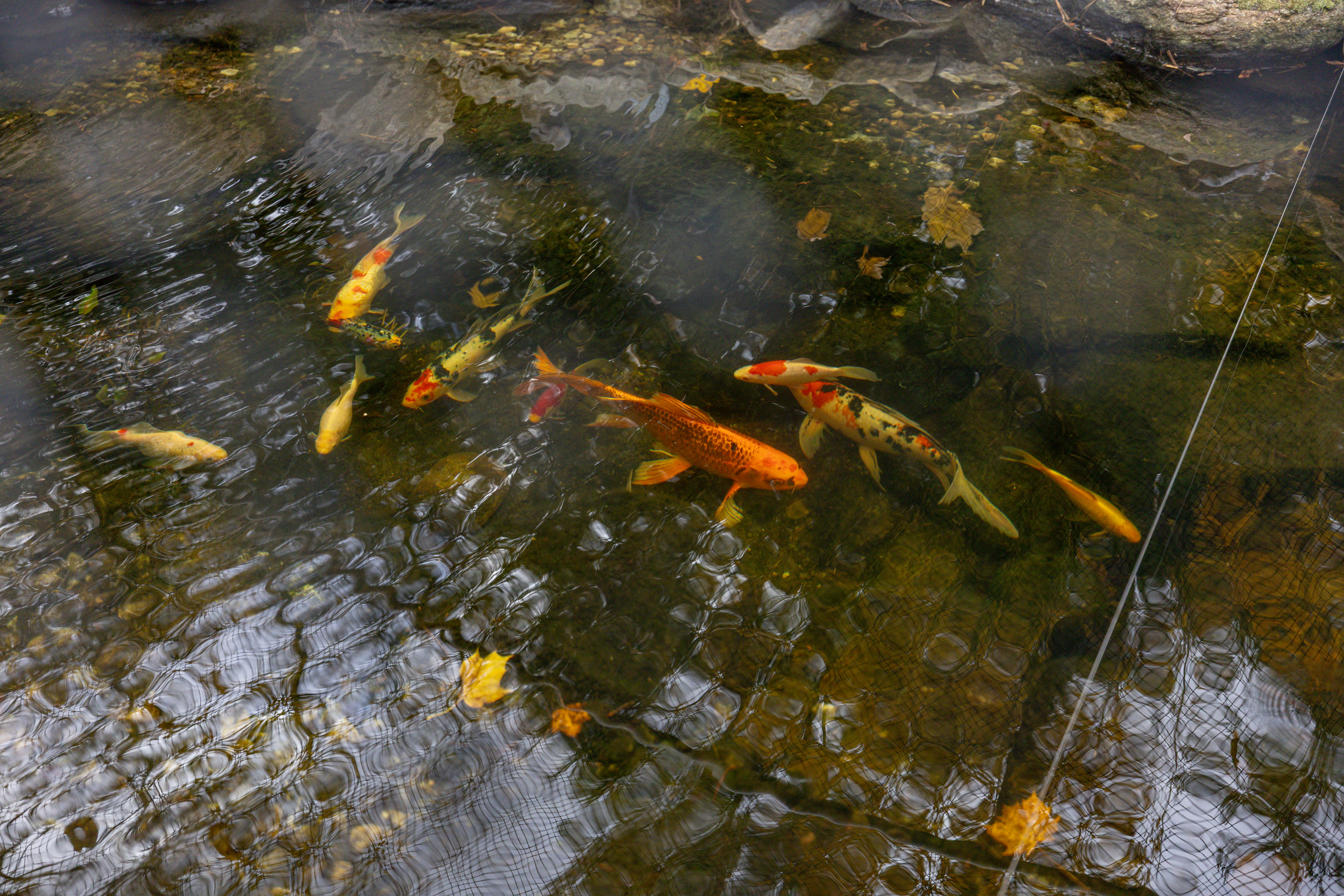  7 Hill Top Road - 物件實景