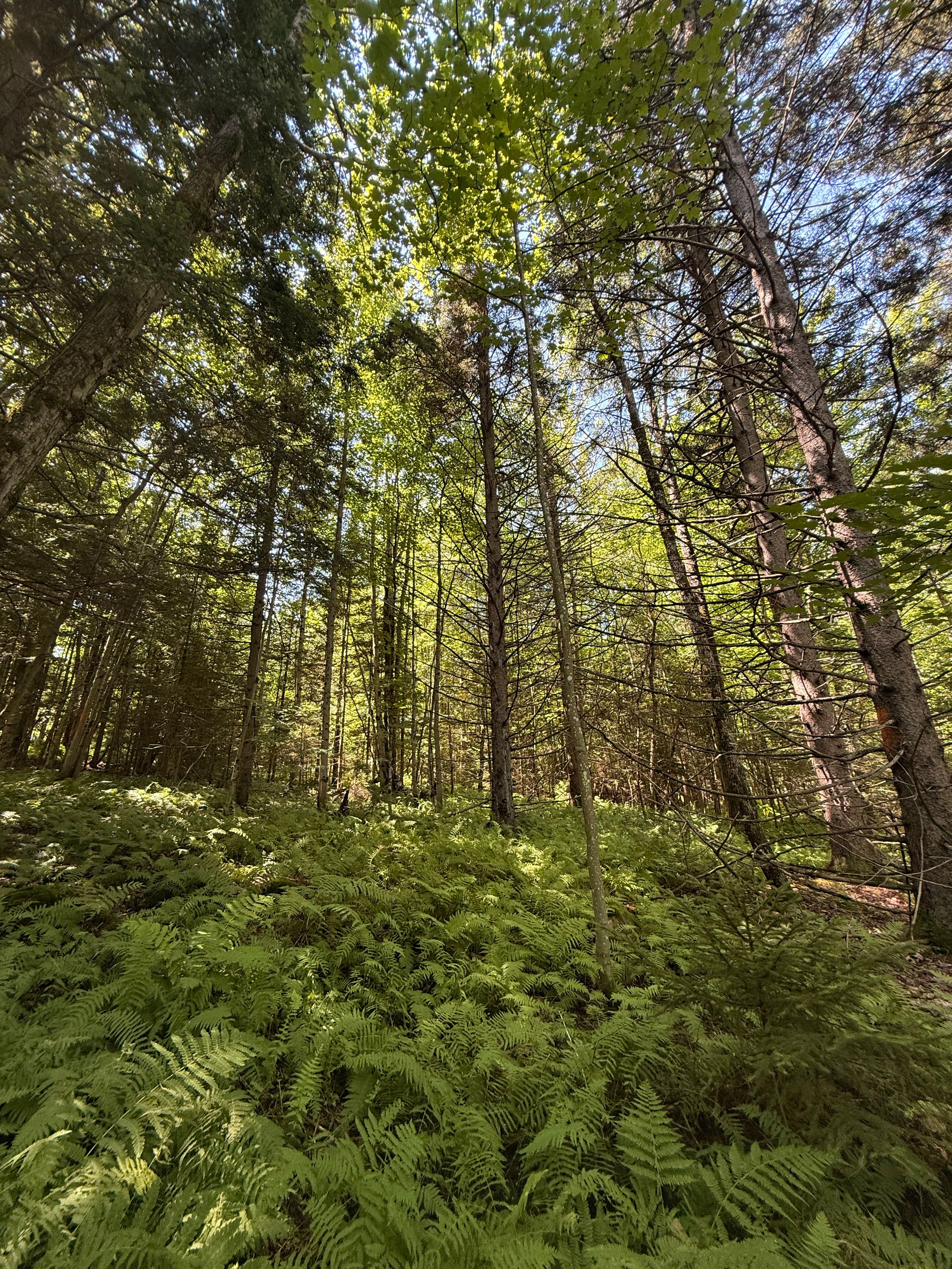  TBD Cook Road, St. Regis Falls, NY 12980 - 物件實景