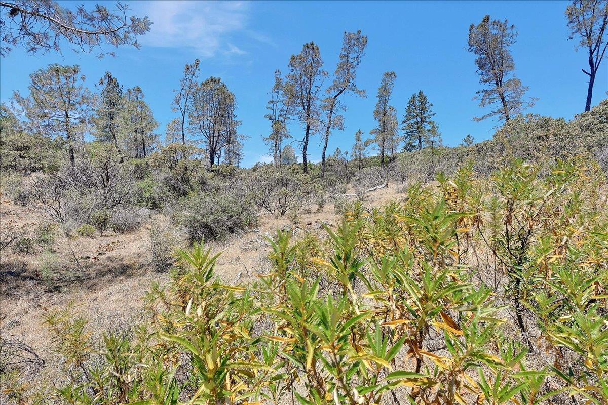 Oregon House, California, 95962, United States, ,Land,For Sale,1975767