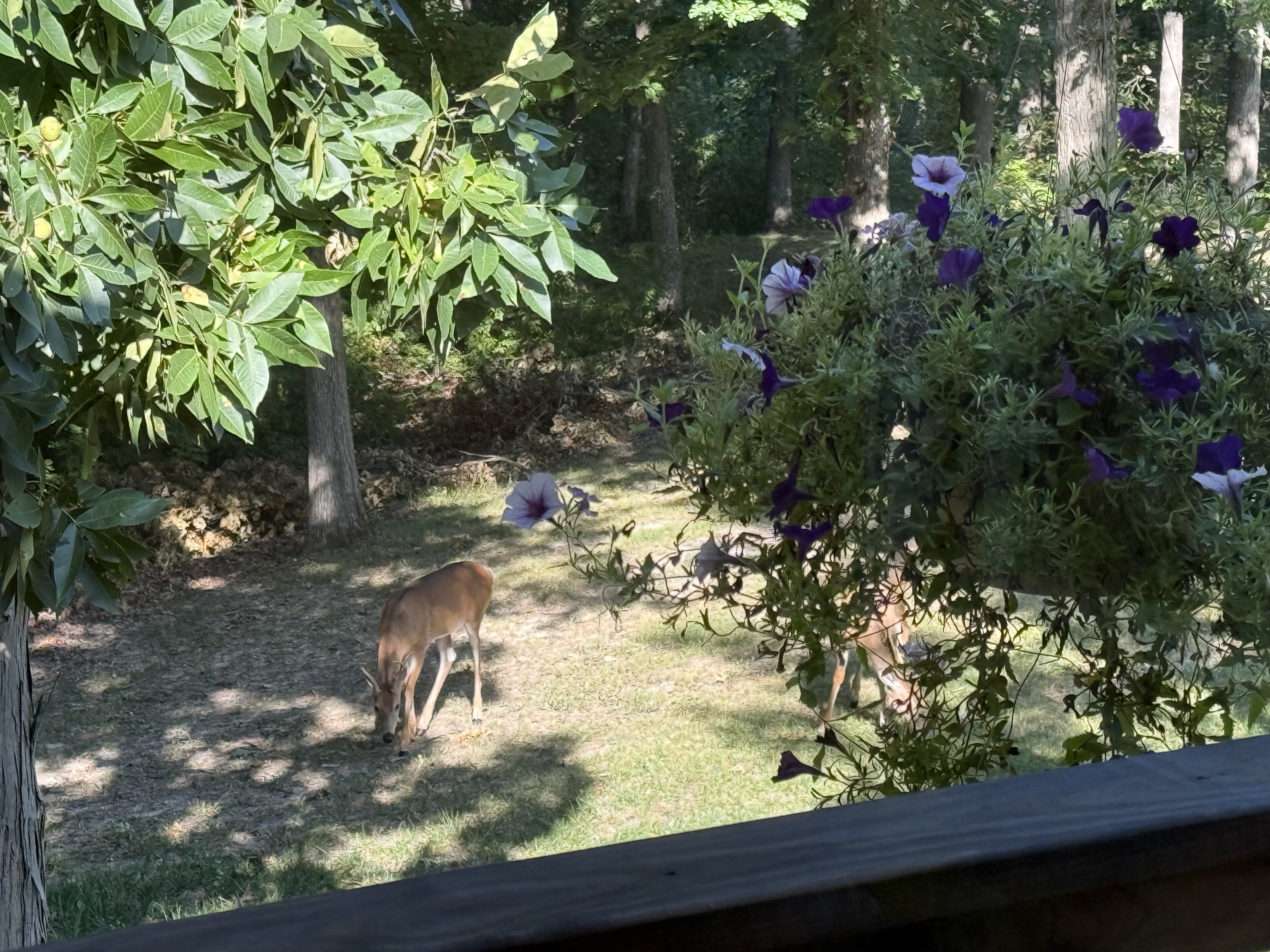 Kirksville, Missouri, 63501, United States, 4 Bedrooms Bedrooms, ,2 BathroomsBathrooms,Residential,For Sale,1976036