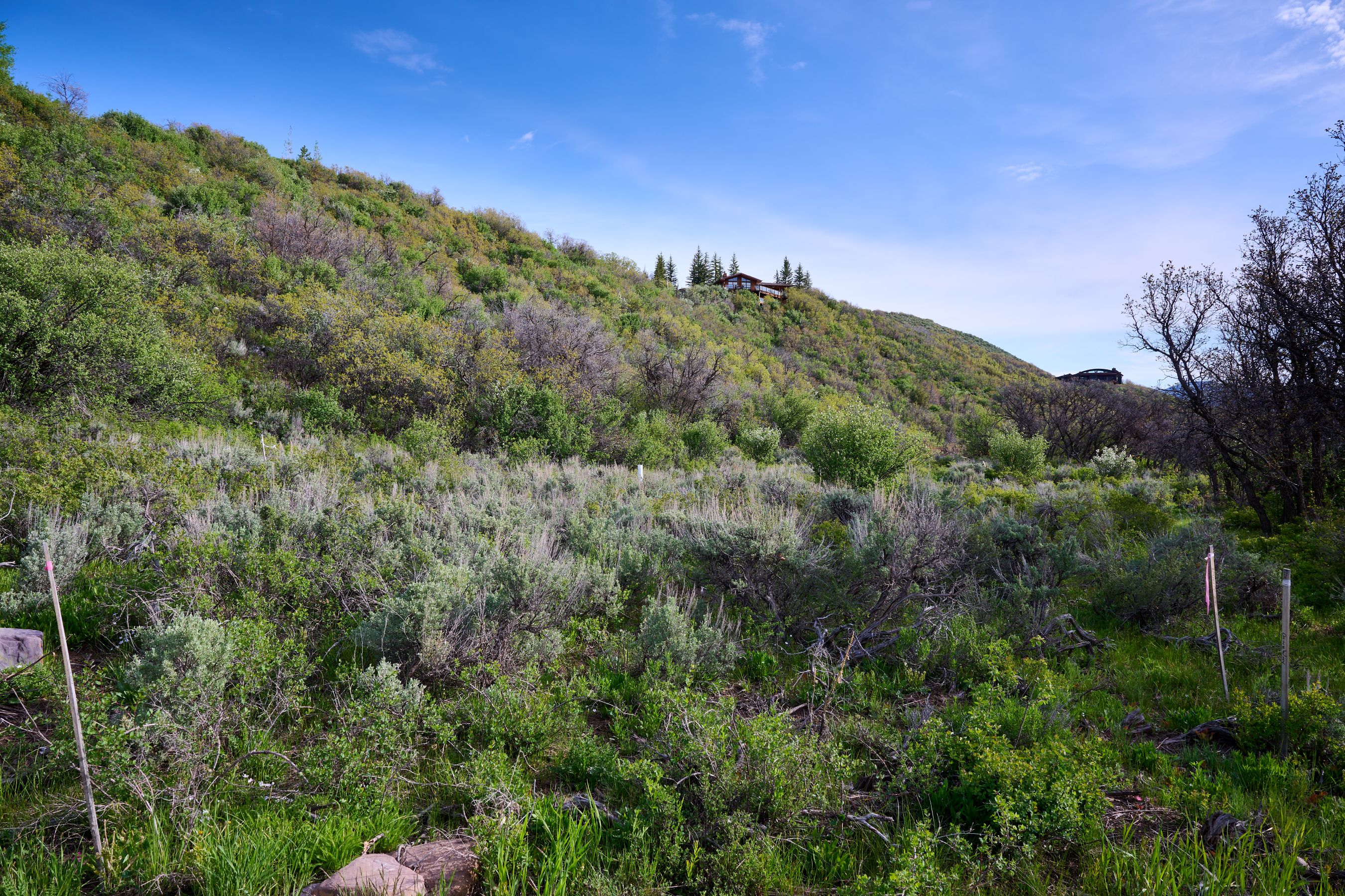  51 Shield O Road, Snowmass, CO, 81654 - 物件實景