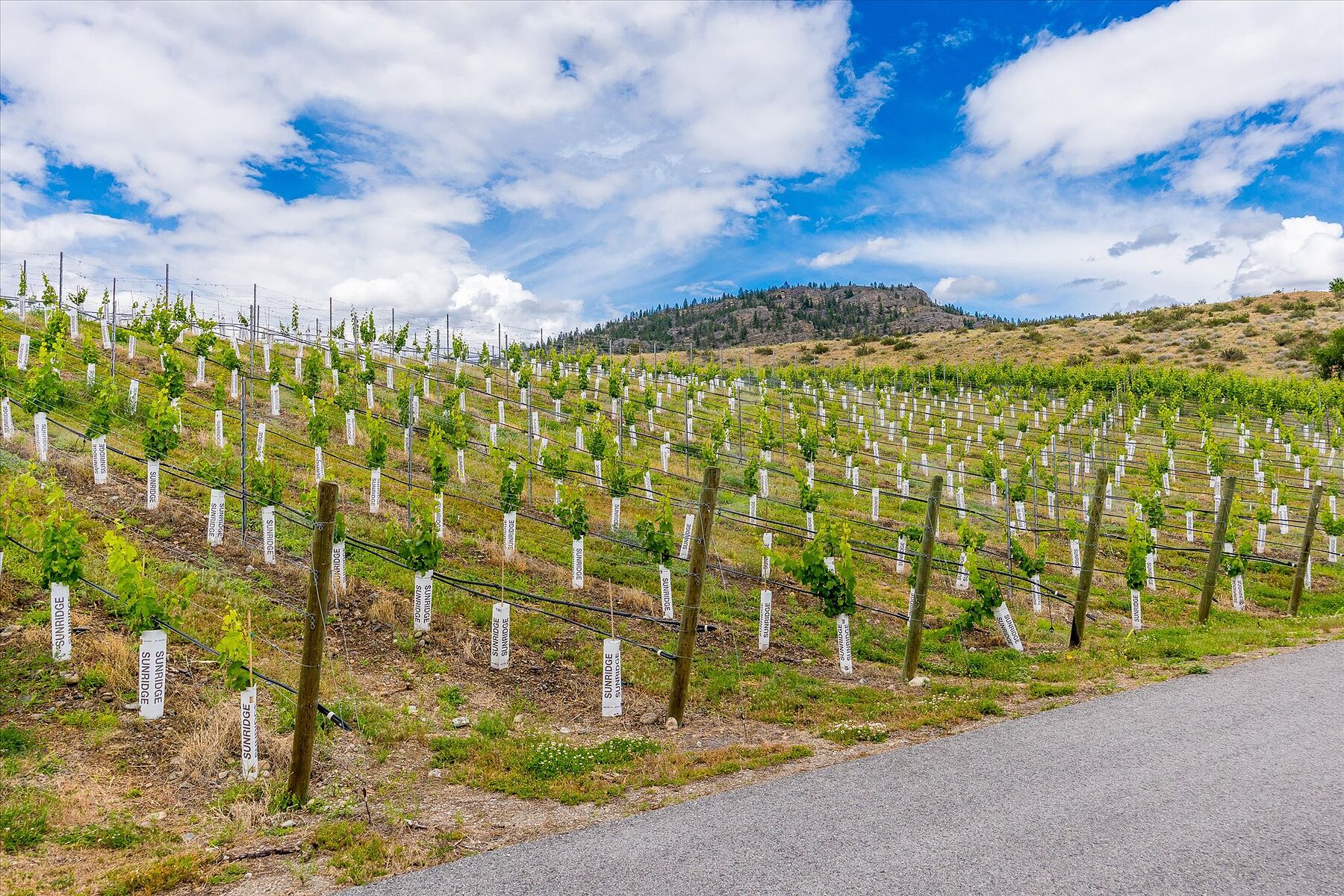  Oliver Winery Opportunity - 物件實景