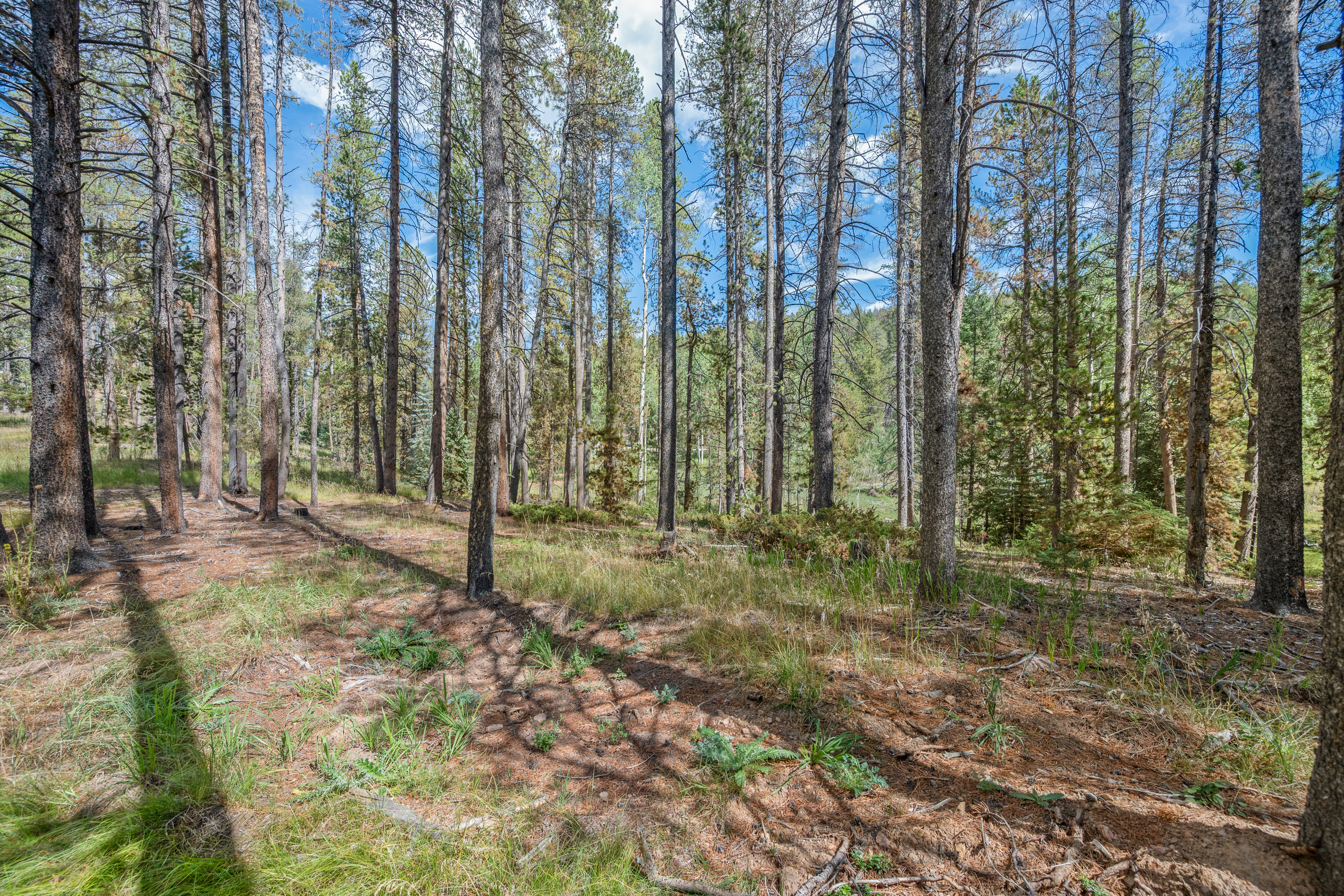  Peaceful Build-Ready Lot in Quiet Indian Springs Just 10 Min to 285 - 物件實景