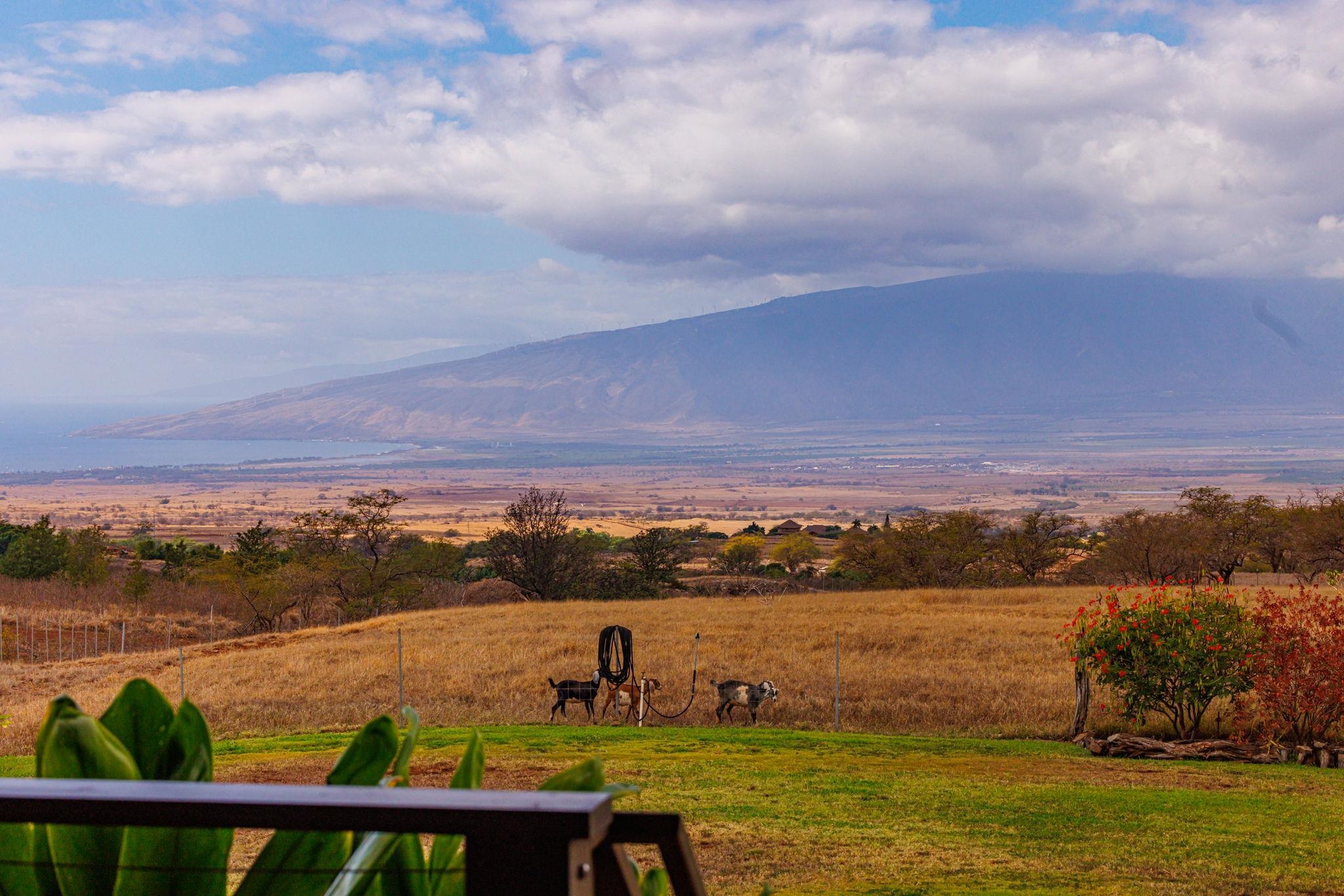 Kula, Hawaii, 96790, United States, 2 Bedrooms Bedrooms, ,2 BathroomsBathrooms,Residential,For Sale,1990288