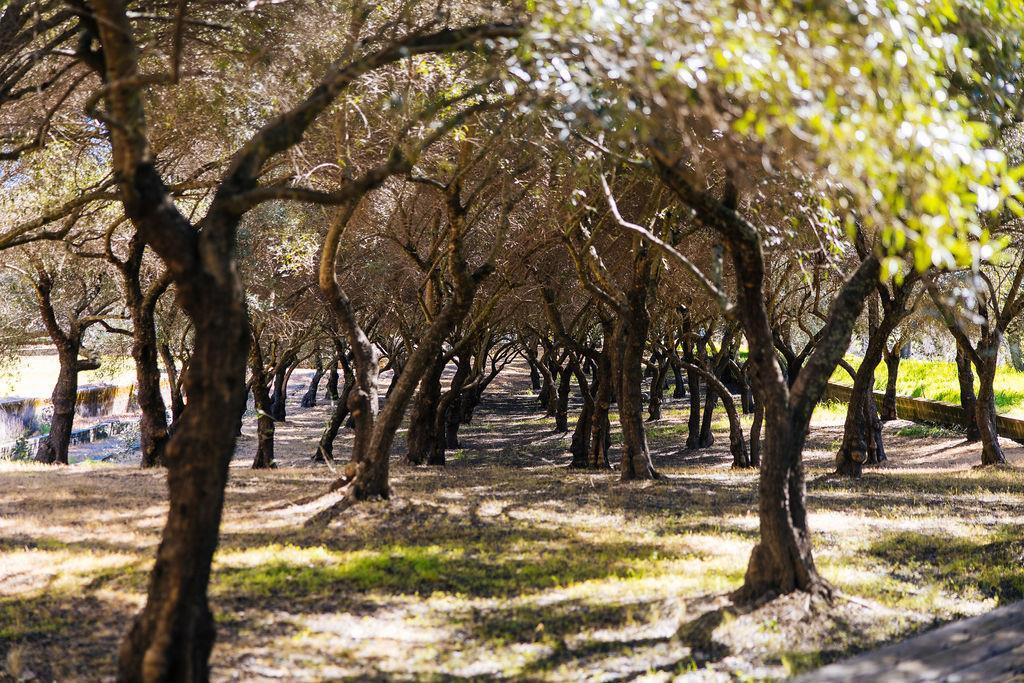 Saint Helena, California, 94574, United States, ,Residential,For Sale,1967962