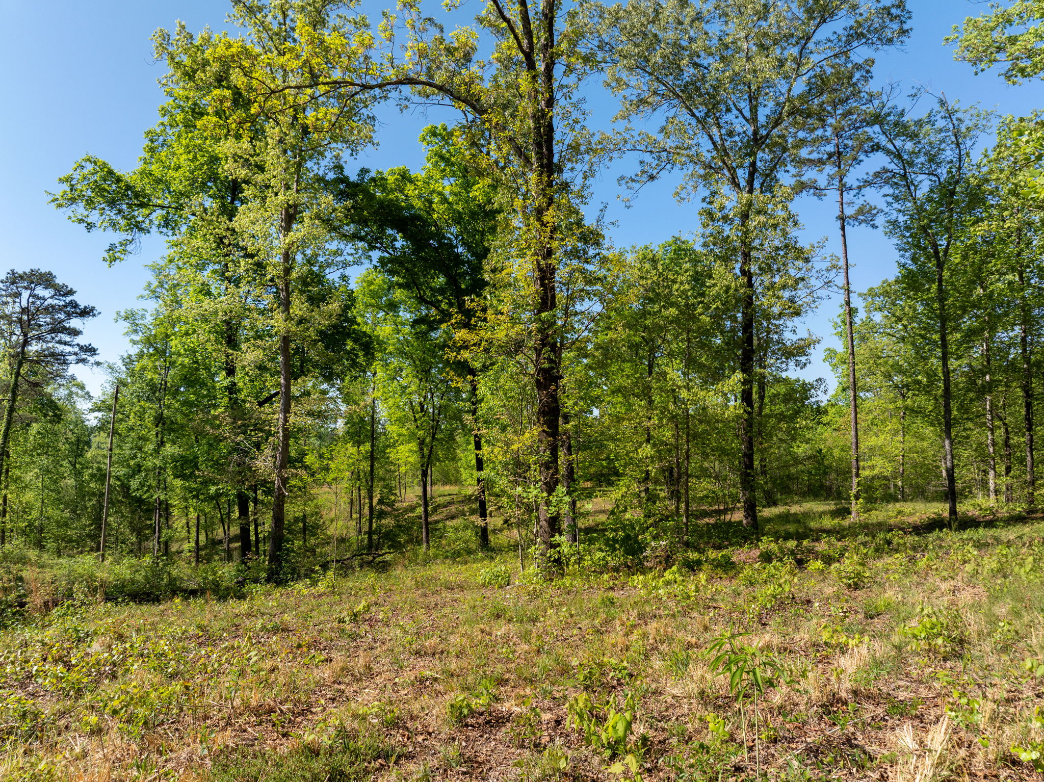  118 Harris Road, Pickens, SC 29671 - 物件實景