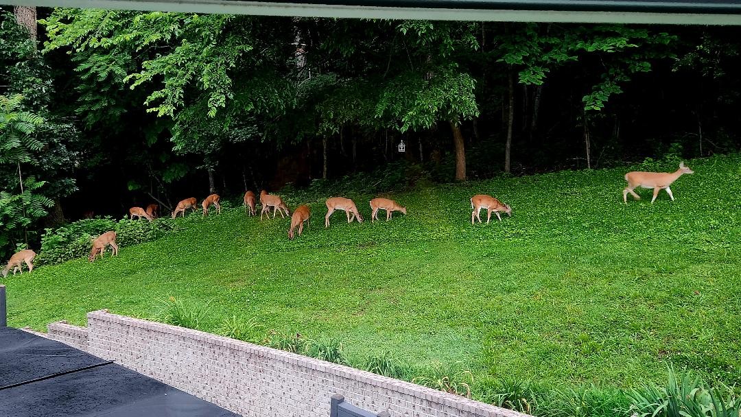 Lewisburg, Tennessee, 37091, United States, 4 Bedrooms Bedrooms, ,3 BathroomsBathrooms,Residential,For Sale,1999662