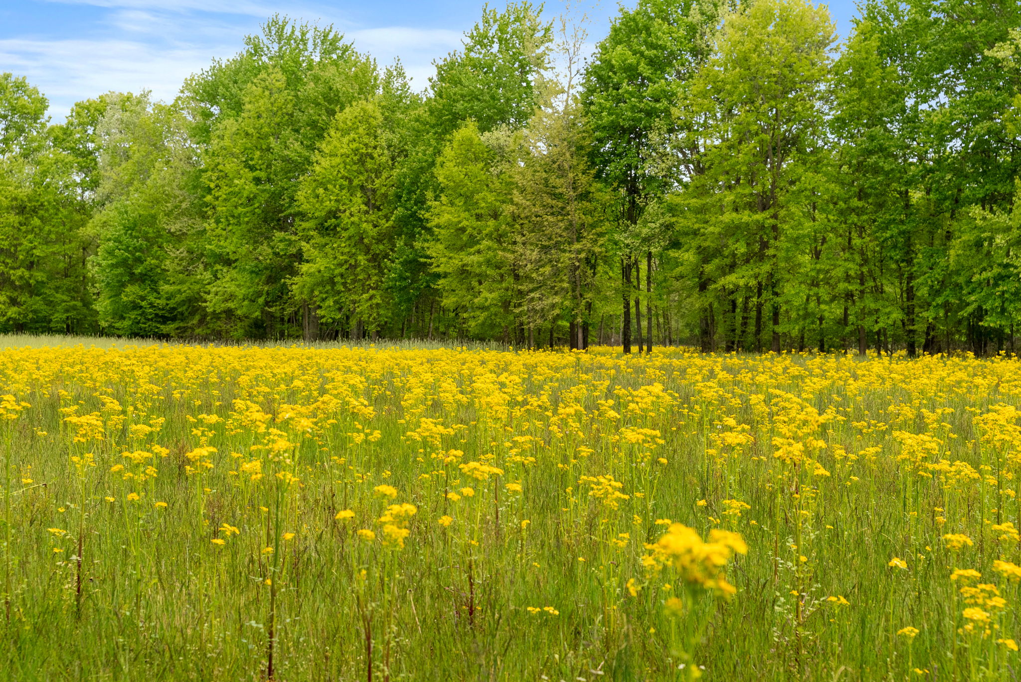 Rosedale, Indiana, 47874, United States, ,Land,For Sale,2049036