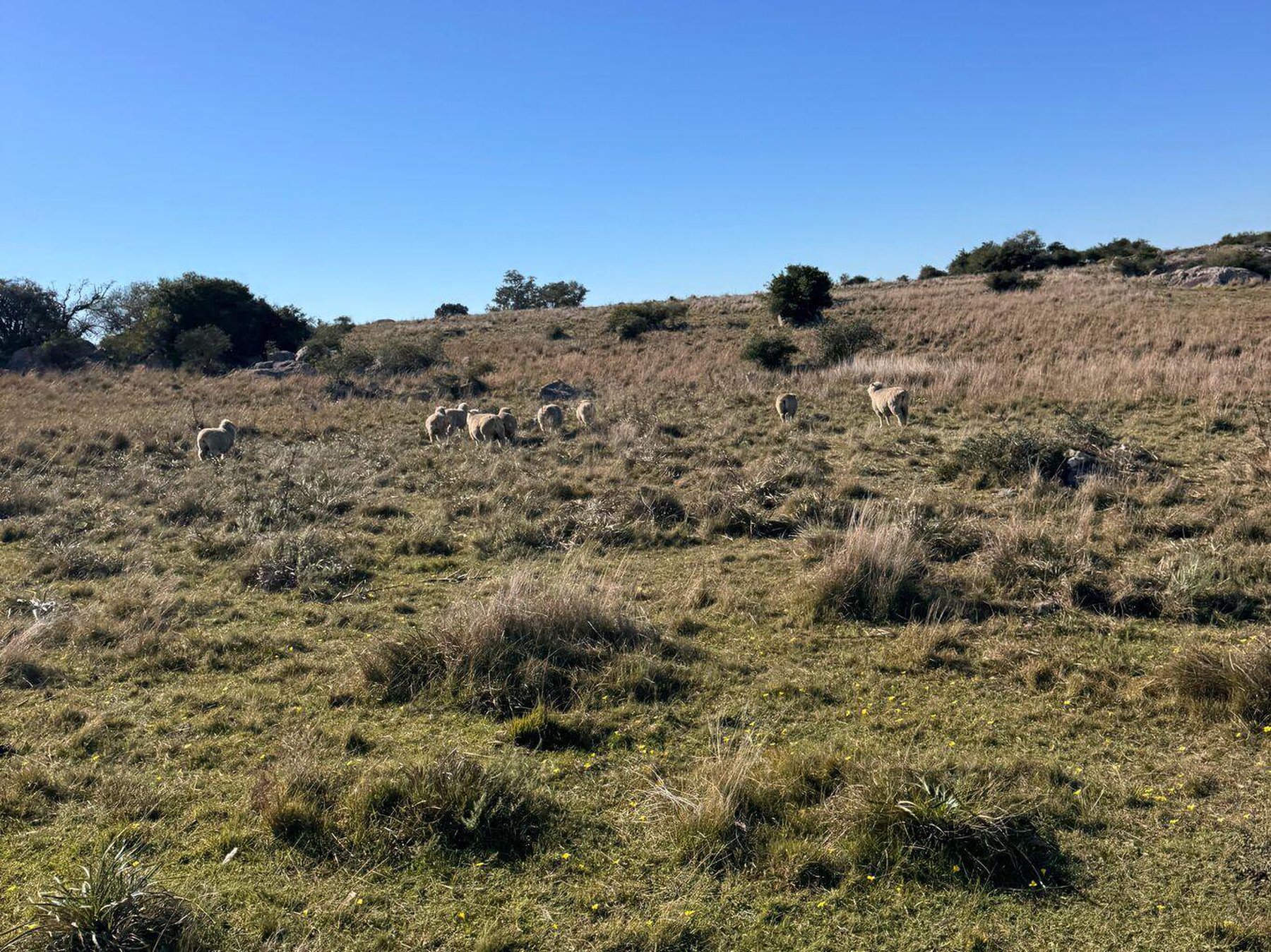  Very good livestock farm in Flores - 物件實景