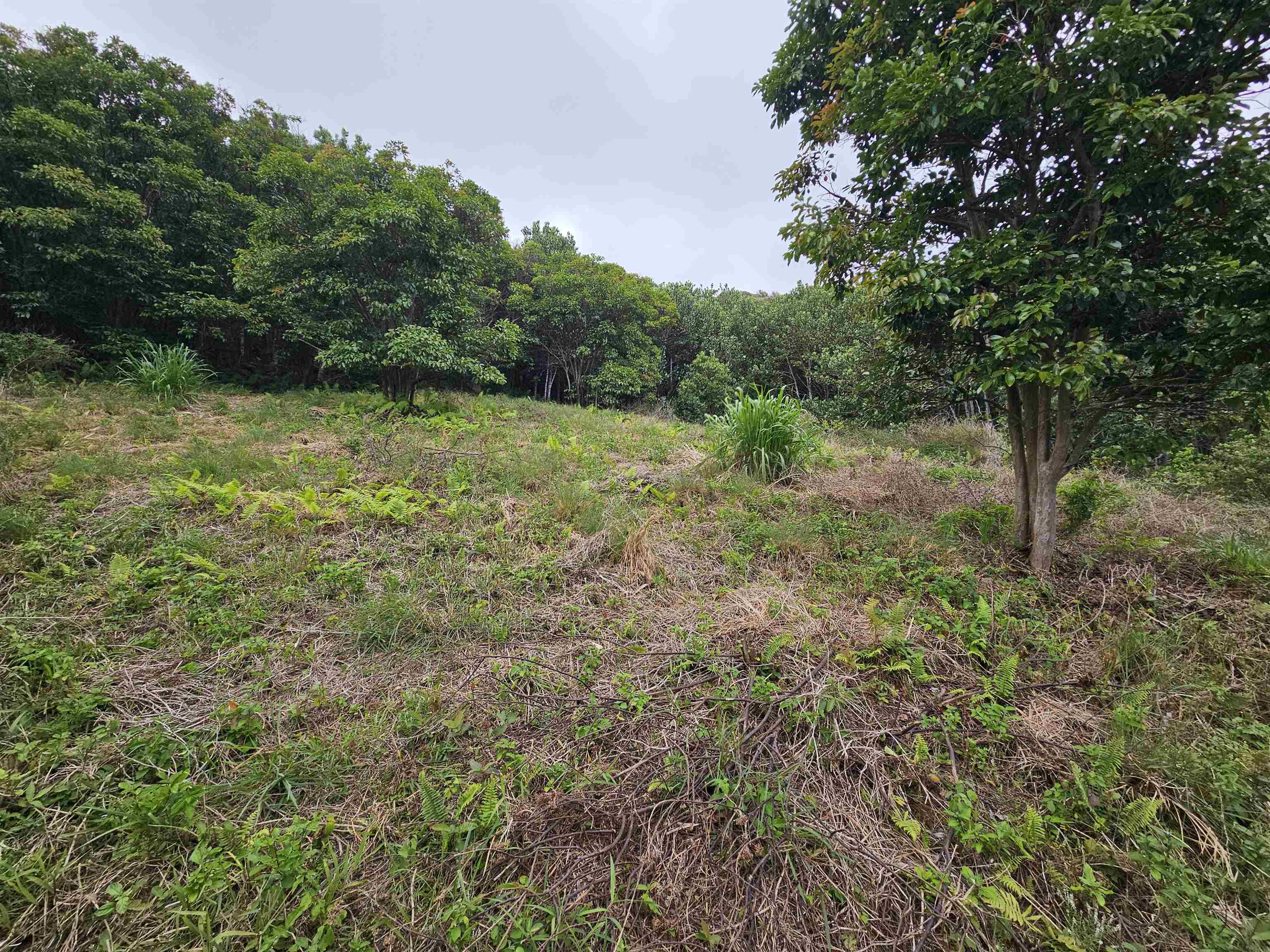 63 Lahaole Pl, Wailuku, Hawaii, 96793, United States, ,Land,For Sale,63 Lahaole Pl,1676772