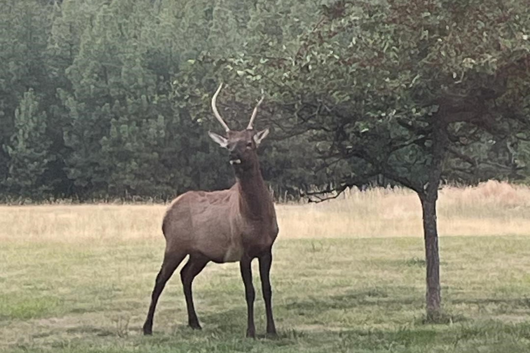  Ranchette - 物件實景