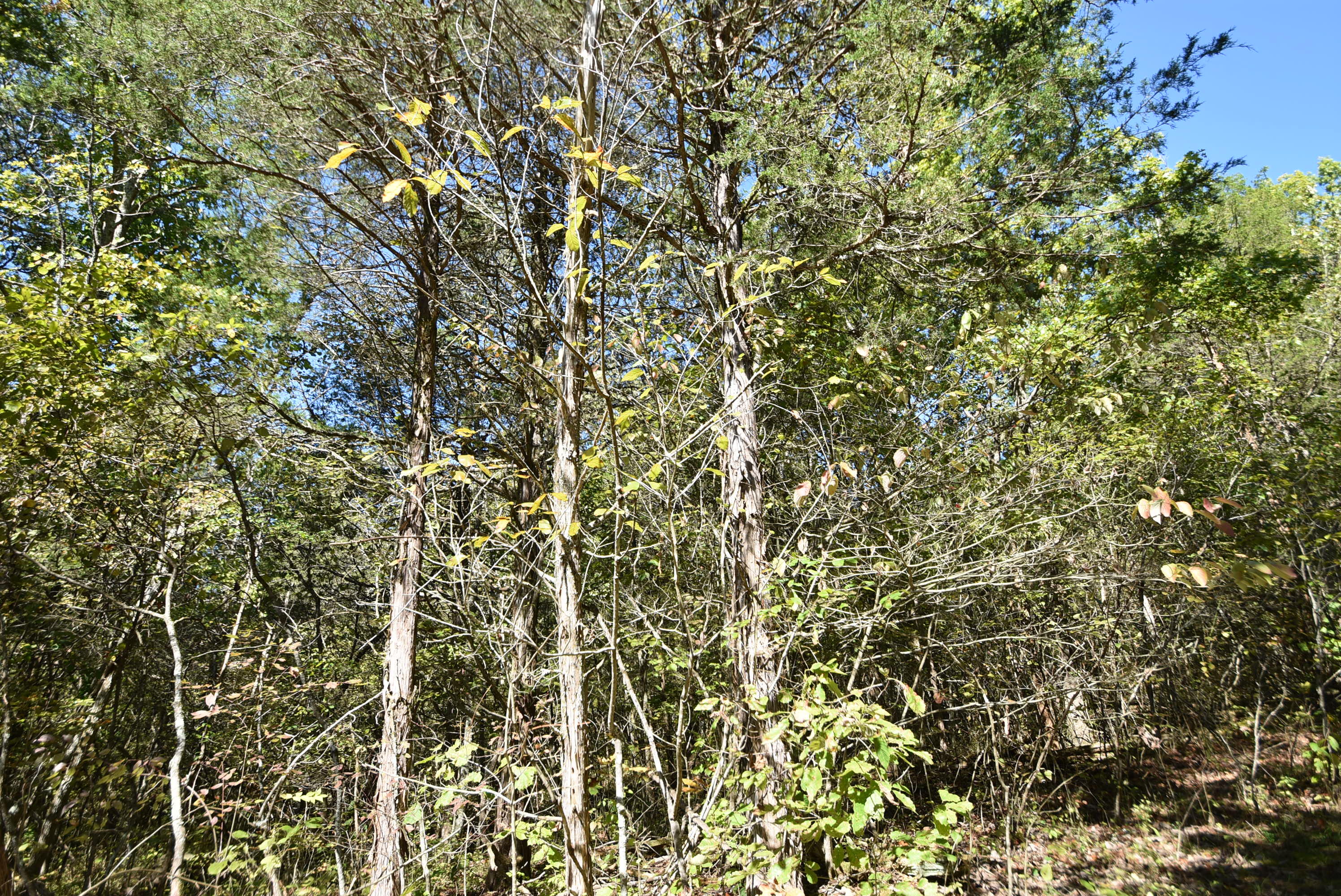 Willisburg, Kentucky, 40078, United States, 4 Bedrooms Bedrooms, ,1 BathroomBathrooms,Residential,For Sale,1962831