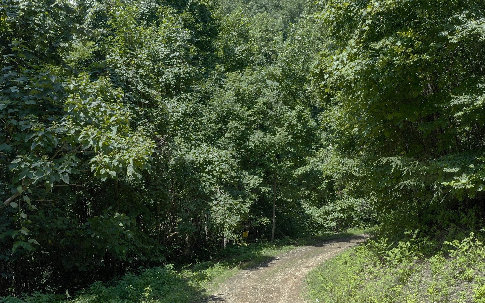 101ac Lori'S Mountain, Hayesville, North Carolina, 28904, United States, ,Residential,For Sale,101ac Lori'S Mountain,1304629