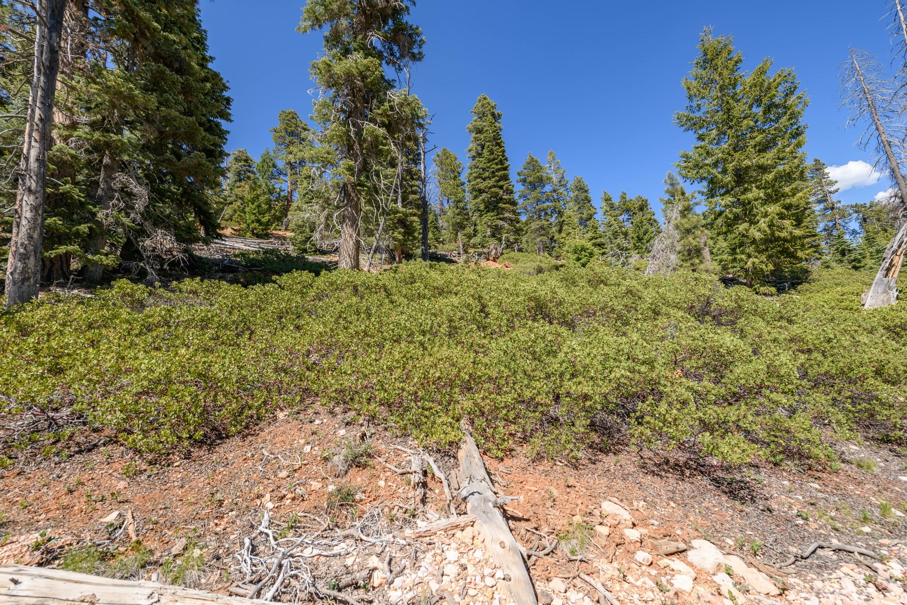  Quiet Mountain Retreat Near Navajo Lake - 物件實景