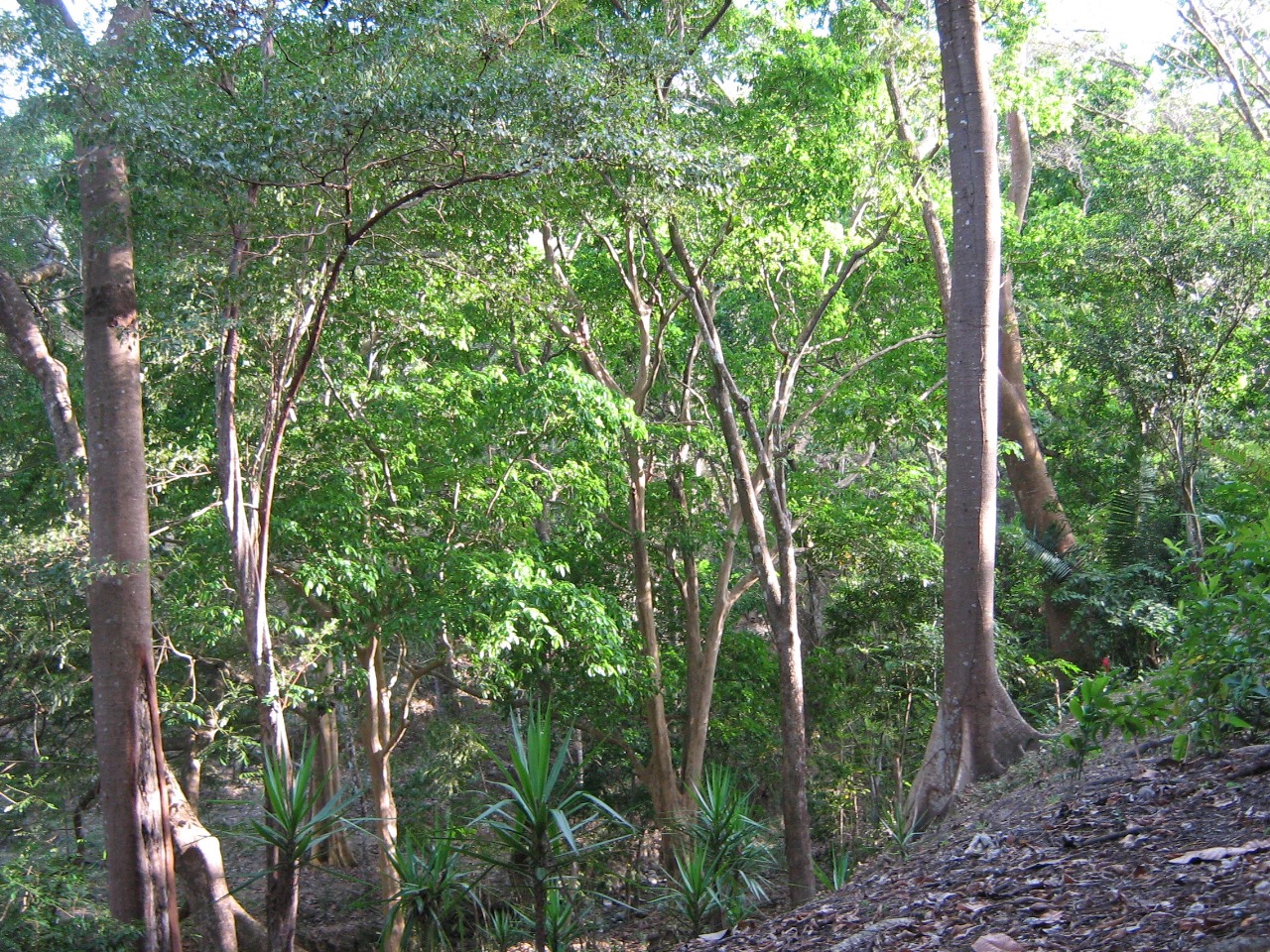 Vainilla Pochote Tambor, Tambor, Puntarenas, CR, ,Land,For Sale,Vainilla Pochote Tambor,1616133