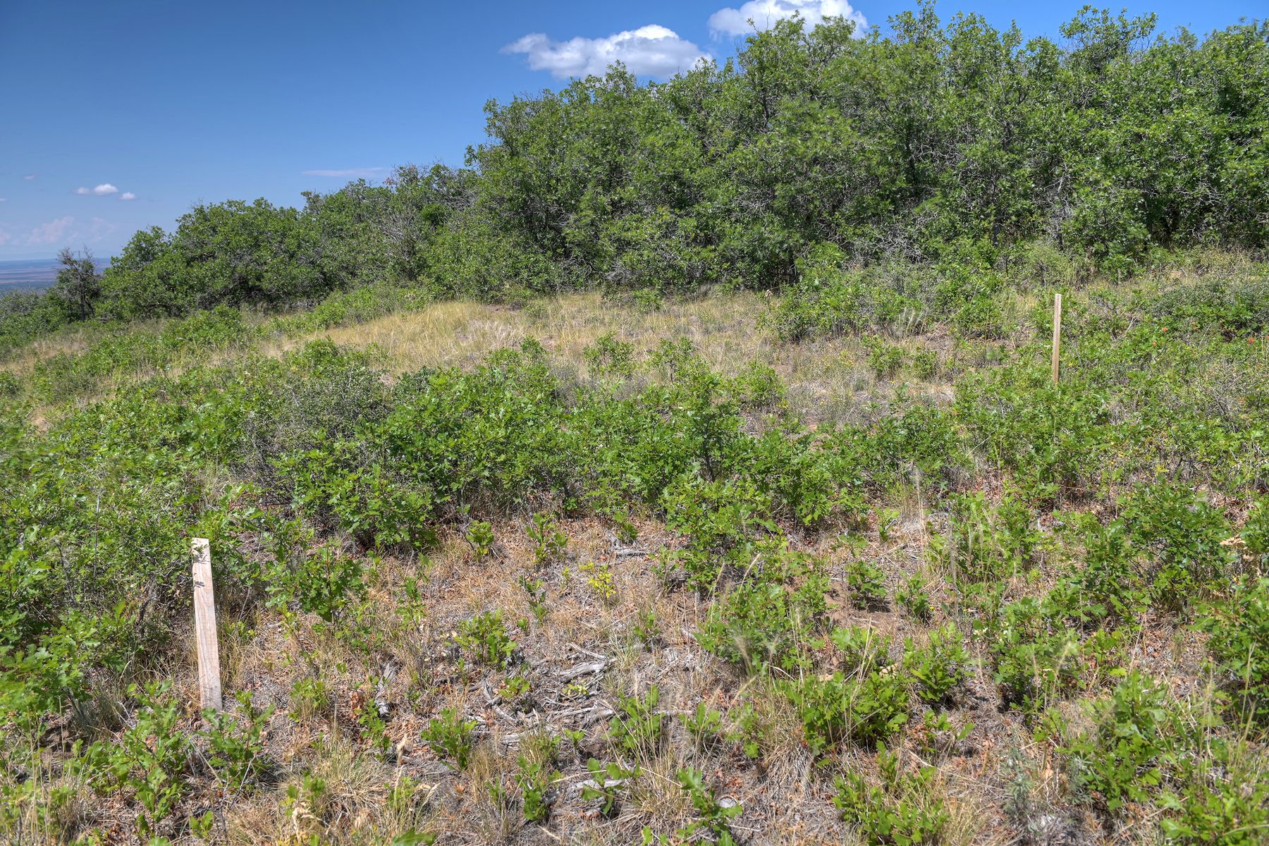  TBD Cross Creek Road, Hesperus, CO 81326 - 物件實景