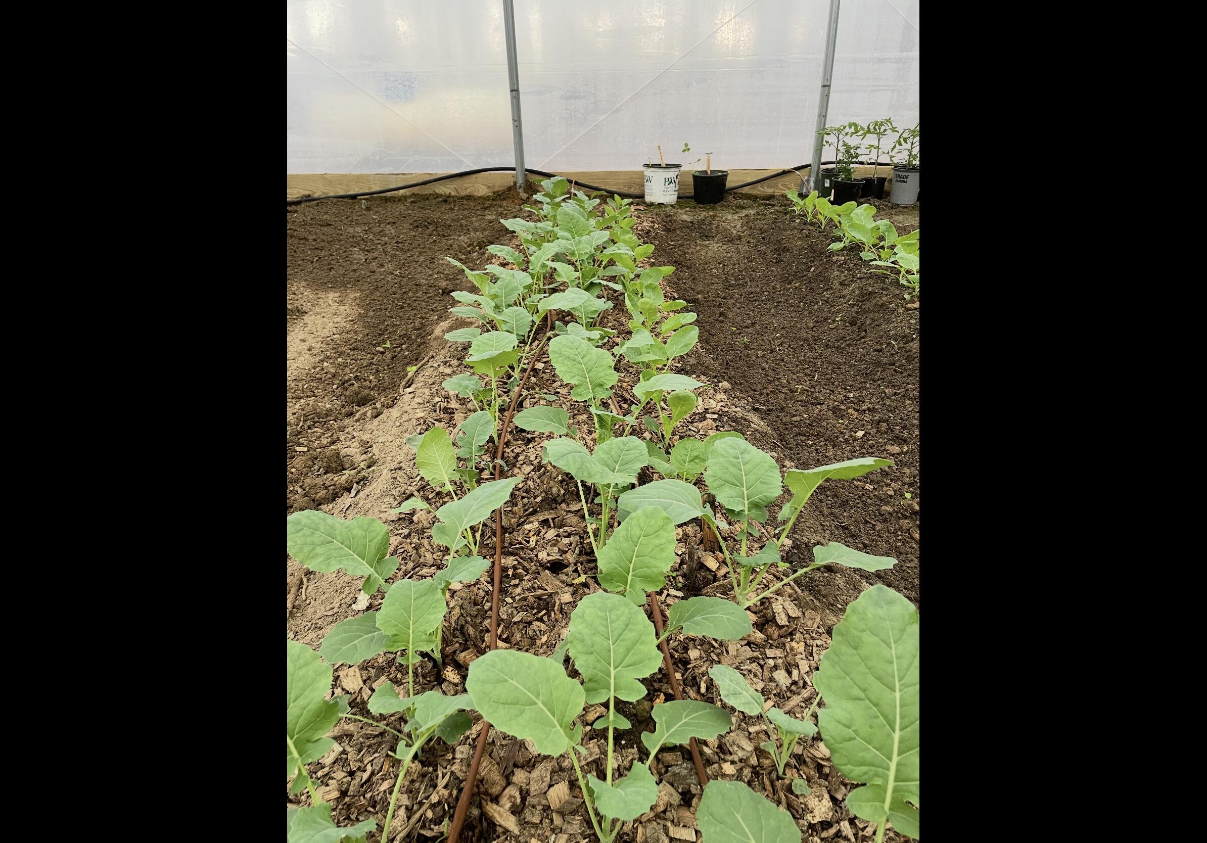 Tracy City, Tennessee, 37387, United States, 3 Bedrooms Bedrooms, ,Residential,For Sale,1979741