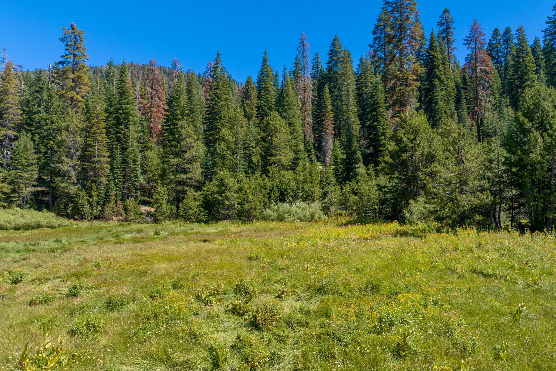  80 Acres of Pristine Land in the Middle of Plumas Eureka State Park - 物件實景