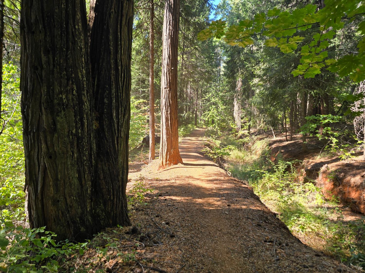 Pollock Pines, California, 95726, United States, ,Residential,For Sale,1982906