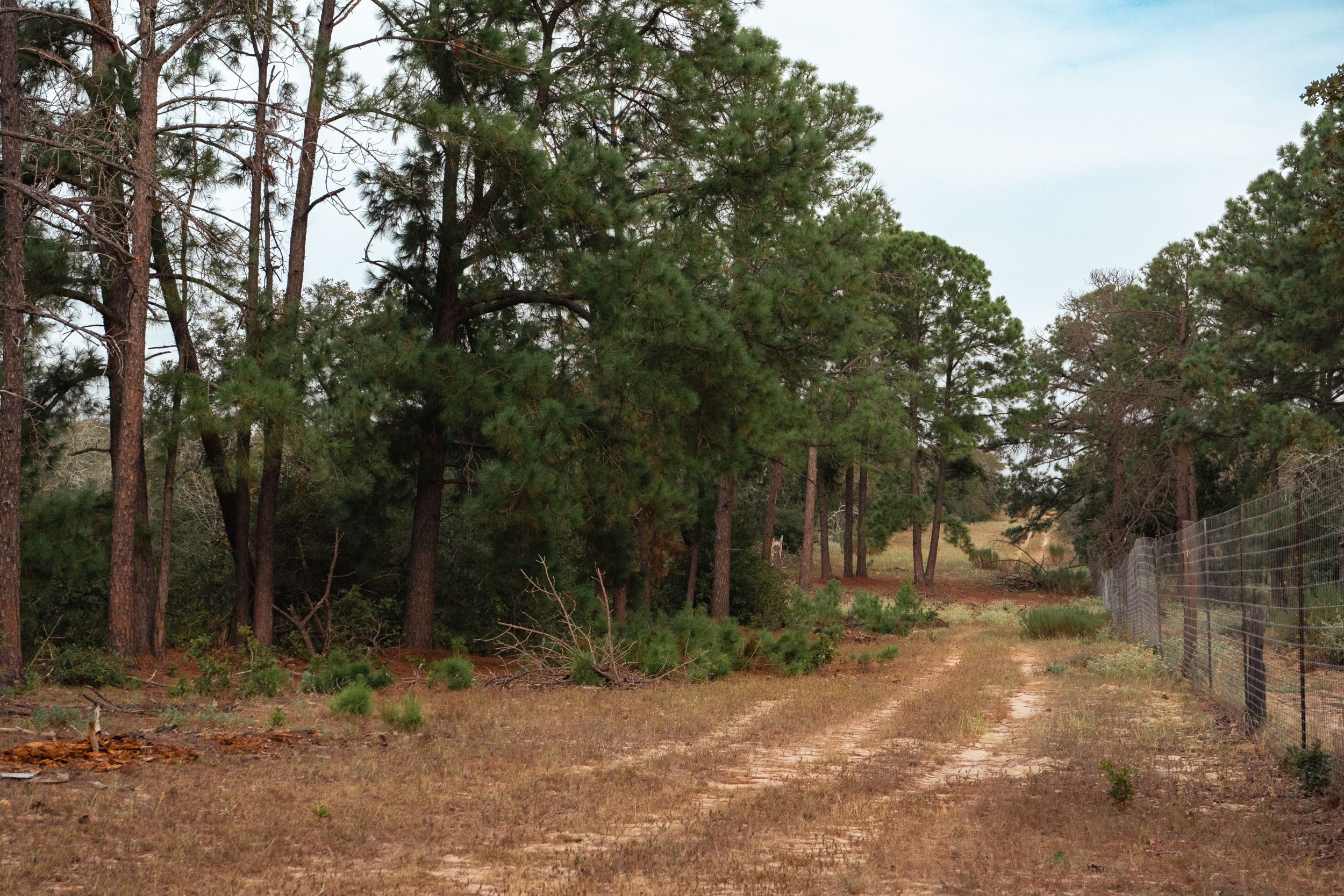  860+/- Acre PQR Ranch in Gonzales County - 物件實景