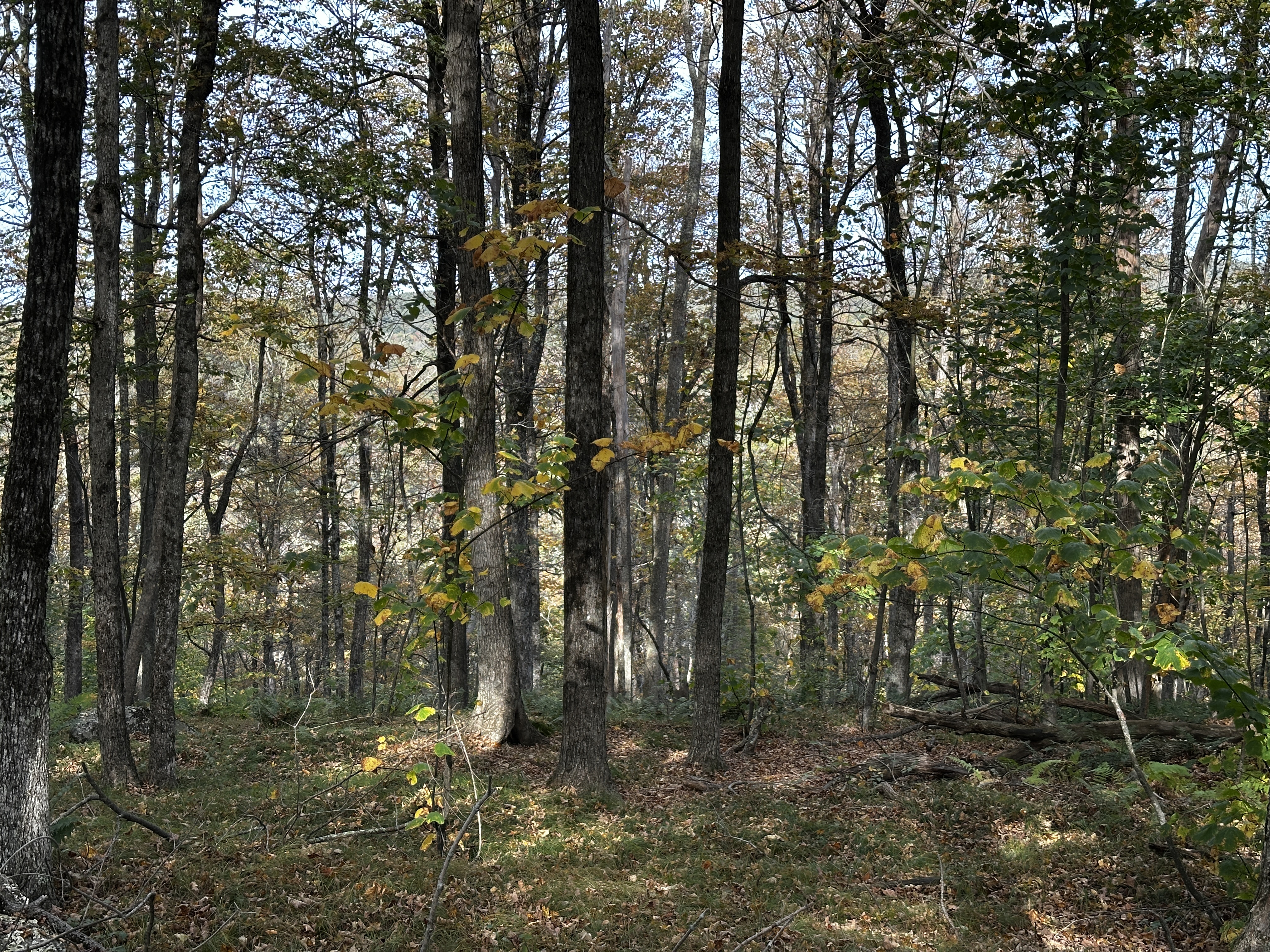  000000 Norfolk Road - 物件實景