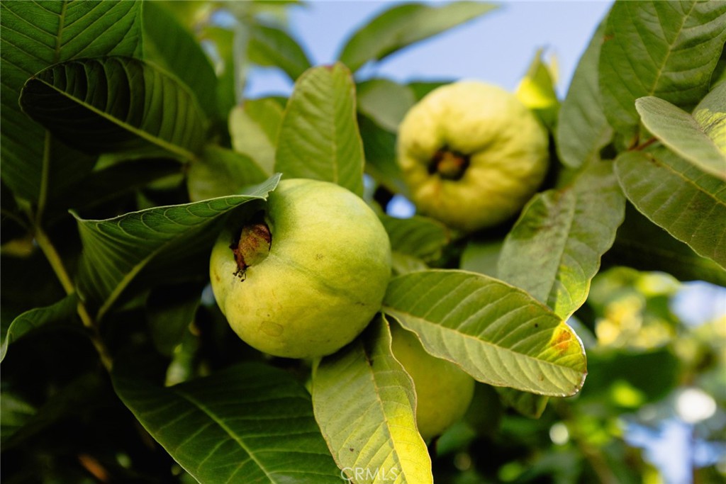 Rosemead, California, 91770, United States, 5 Bedrooms Bedrooms, ,4 BathroomsBathrooms,Residential,For Sale,2008833