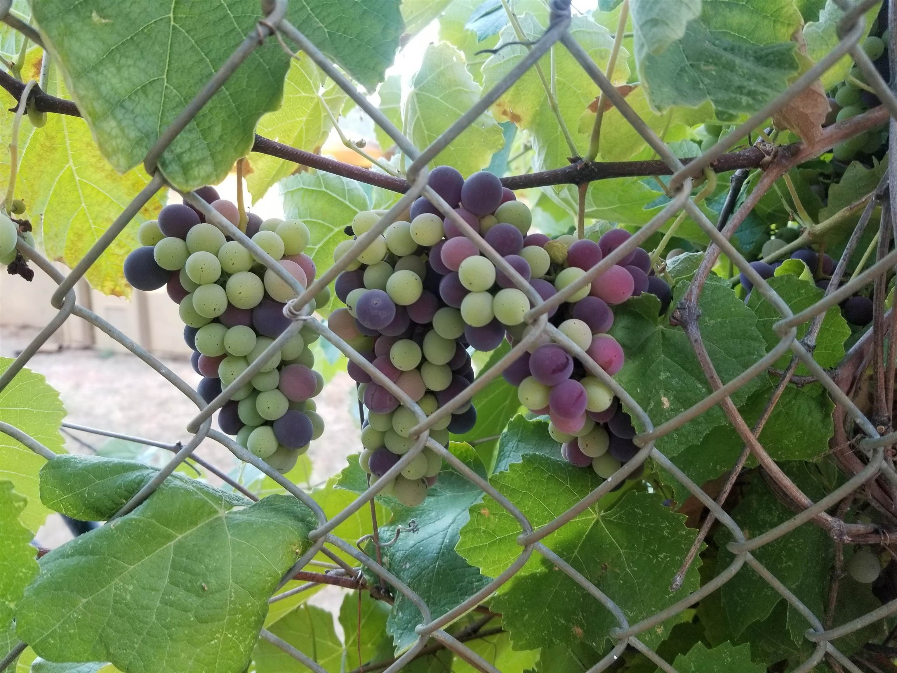 Shingle Springs, California, 95682, United States, 6 Bedrooms Bedrooms, ,2 BathroomsBathrooms,Residential,For Sale,2009241