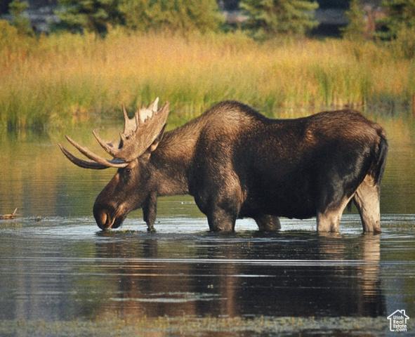 Heber City, Utah, 84032, United States, 6 Bedrooms Bedrooms, ,5 BathroomsBathrooms,Residential,For Sale,1974398
