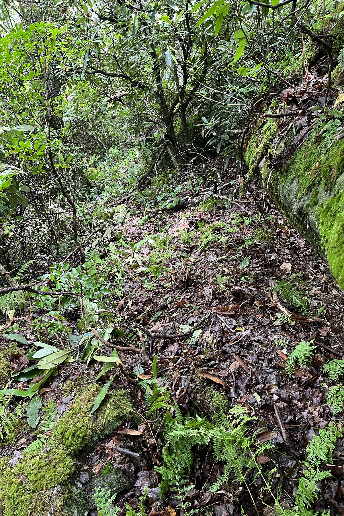  BOULDER CREEK - BOONE - 物件實景