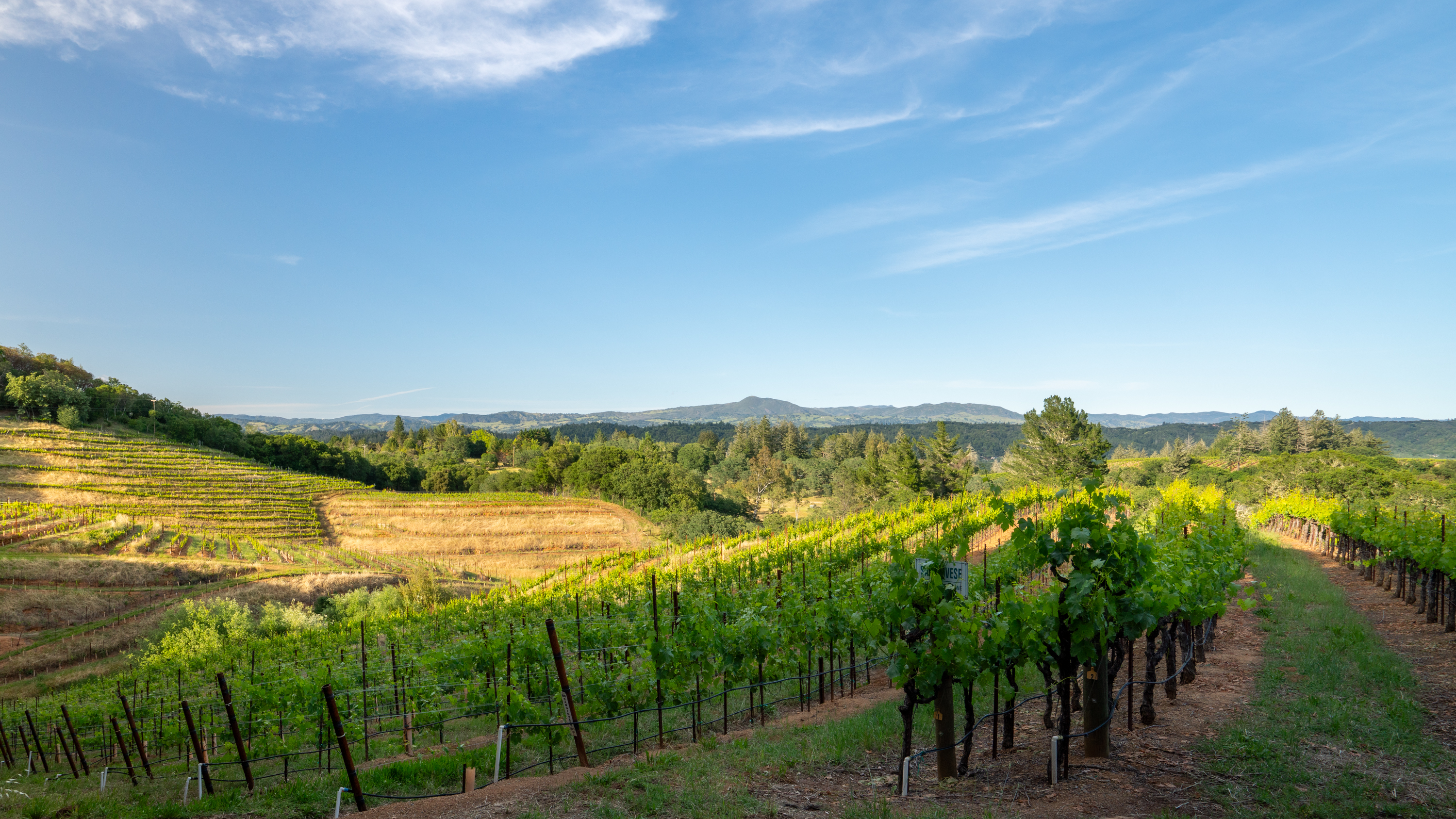  Quietly Exceptional Dry Creek Valley Estate - 物件實景