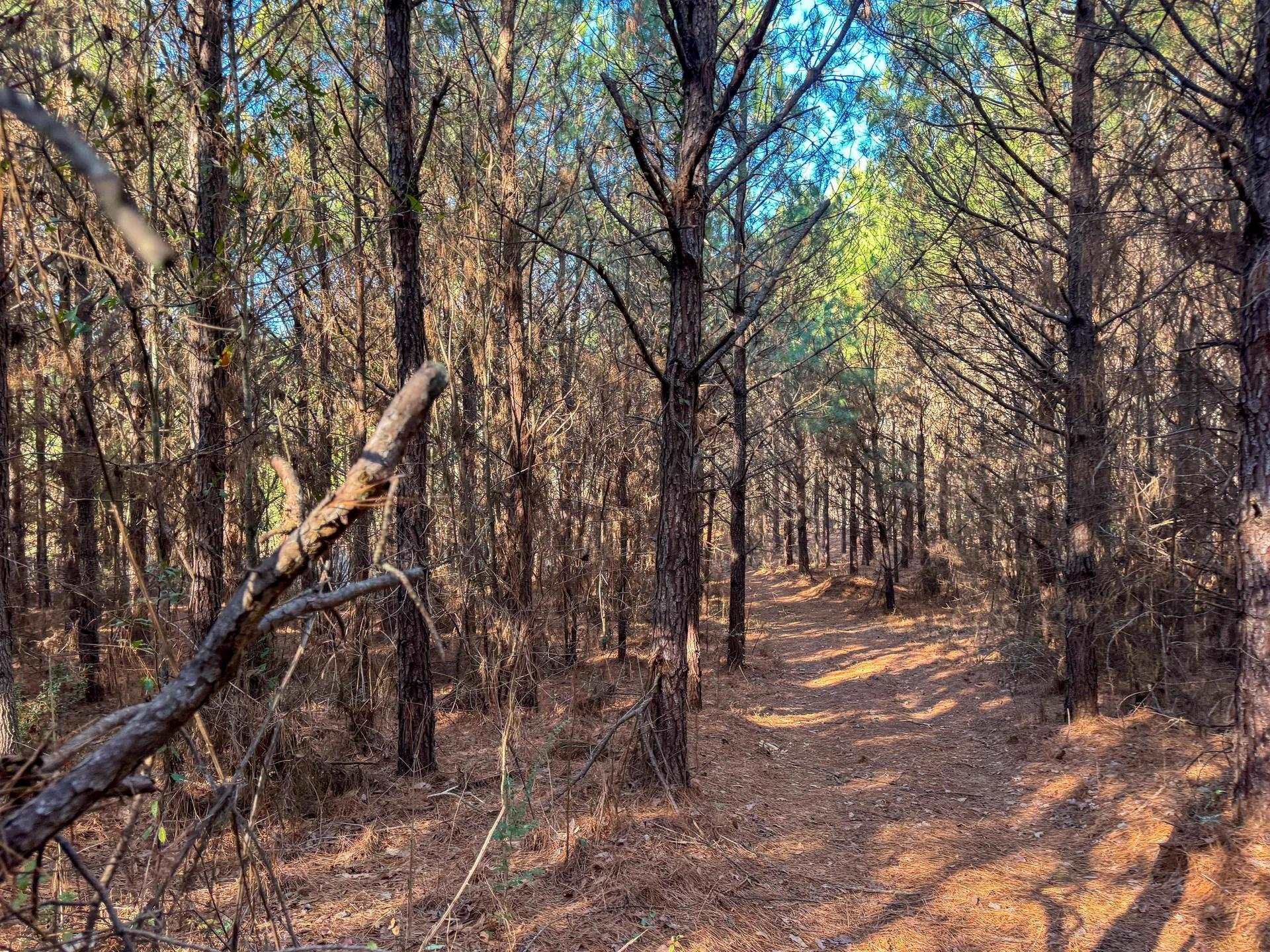 Linden, Texas, 75563, United States, ,Land,For Sale,2005293