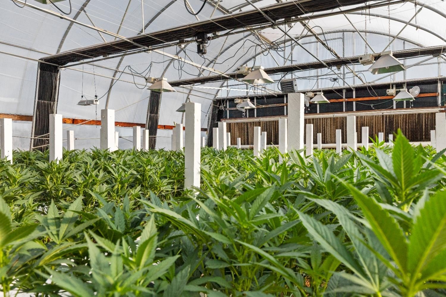 Mountain Ranch, California, 95246, United States, ,Land,For Sale,1981446