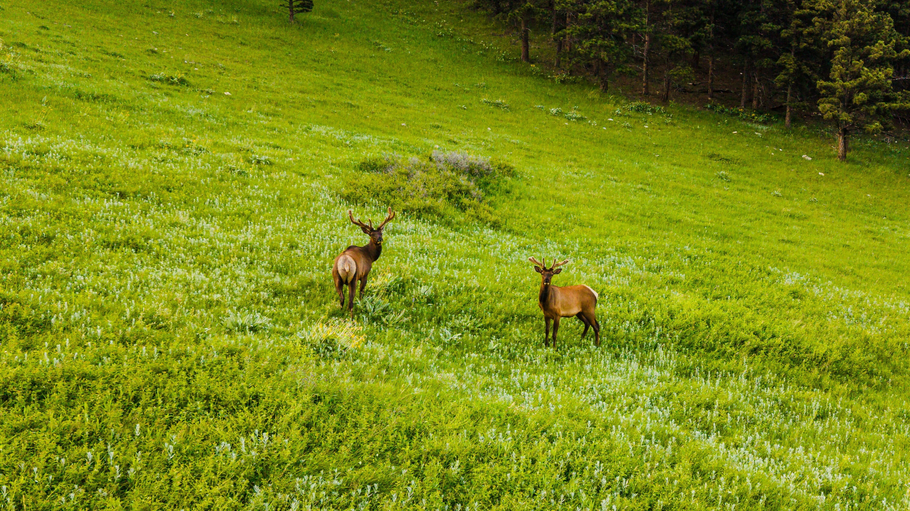 Big Horn, Wyoming, 82833, United States, ,Residential,For Sale,2011314