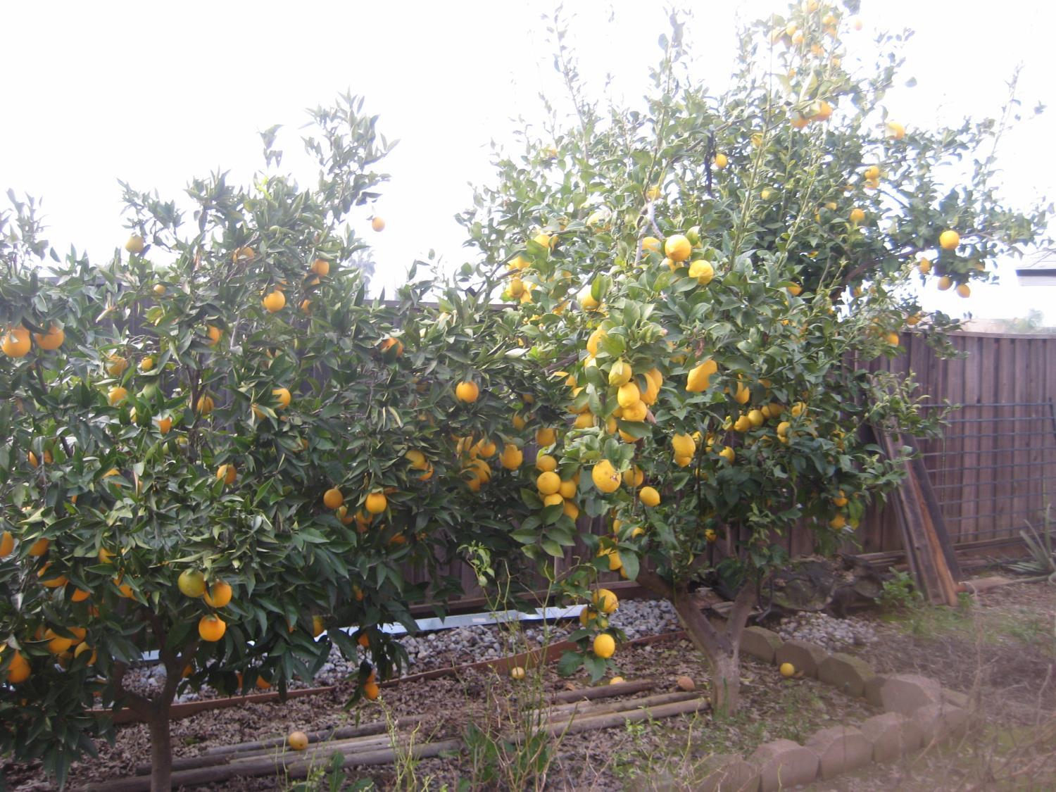 Live Oak, California, 95953, United States, 6 Bedrooms Bedrooms, ,4 BathroomsBathrooms,Residential,For Sale,2012382