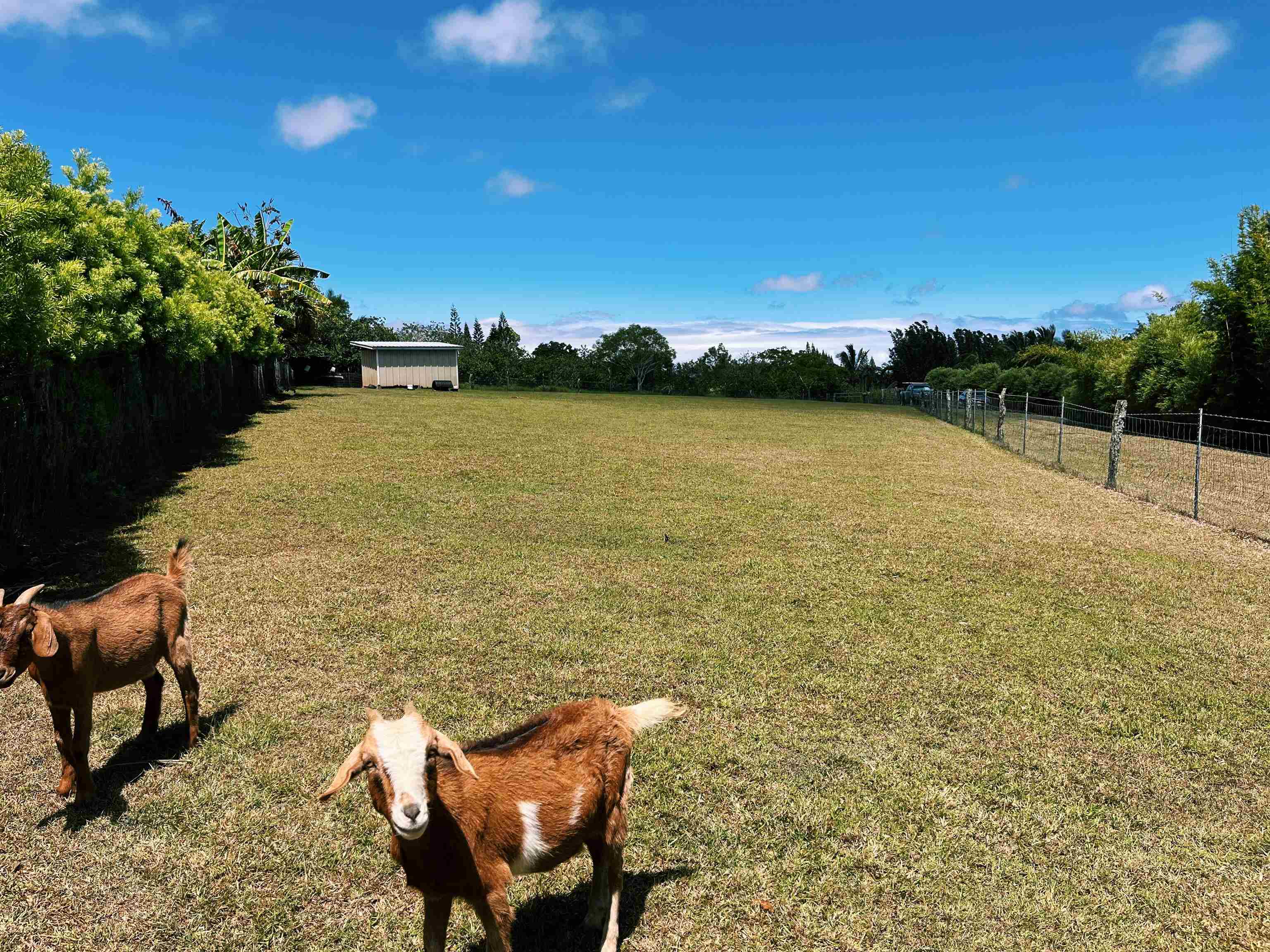 Haiku, Hawaii, 96708, United States, ,Land,For Sale,1918807