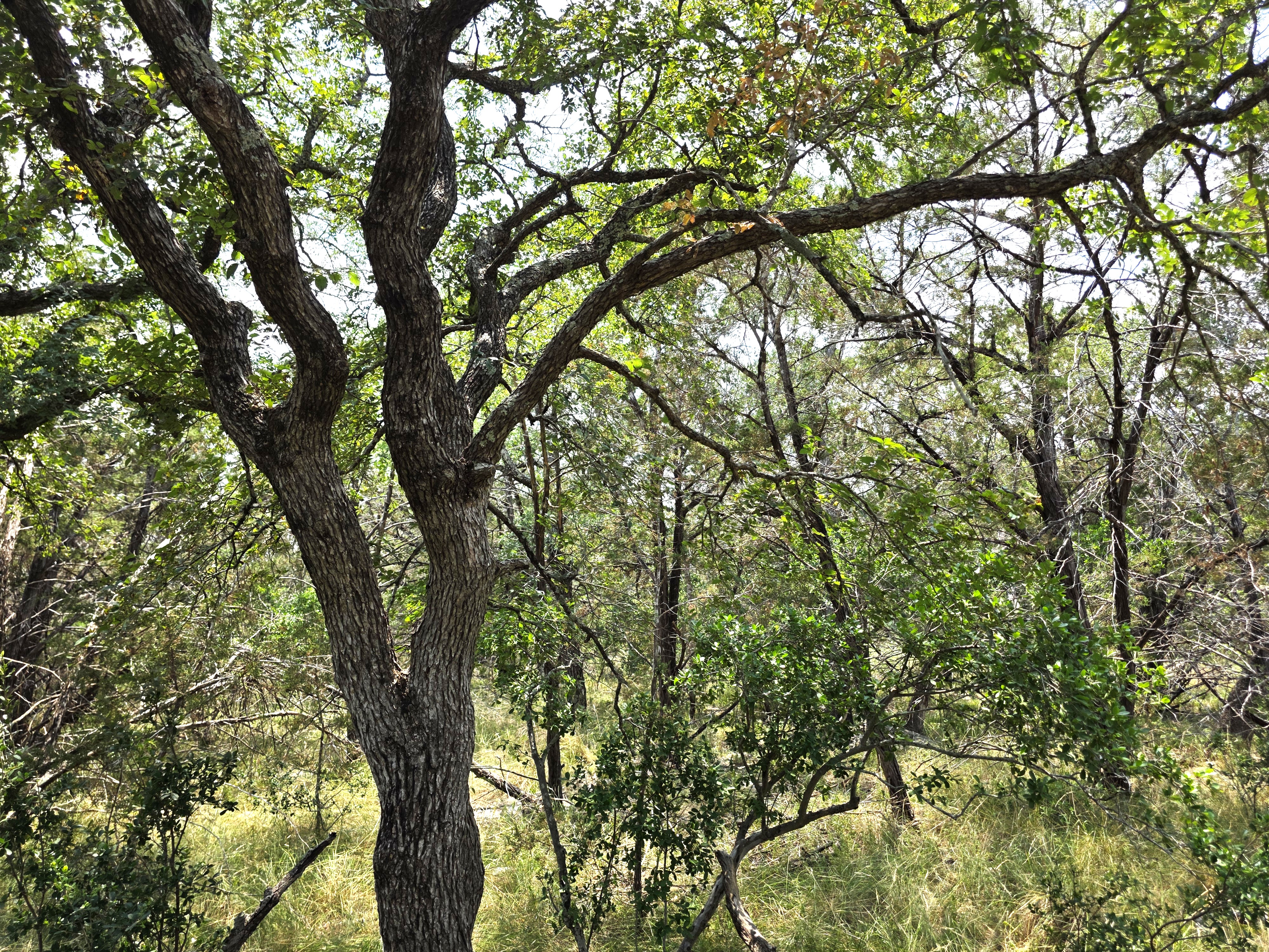 San Marcos, Texas, 78666, United States, ,Land,For Sale,1976108