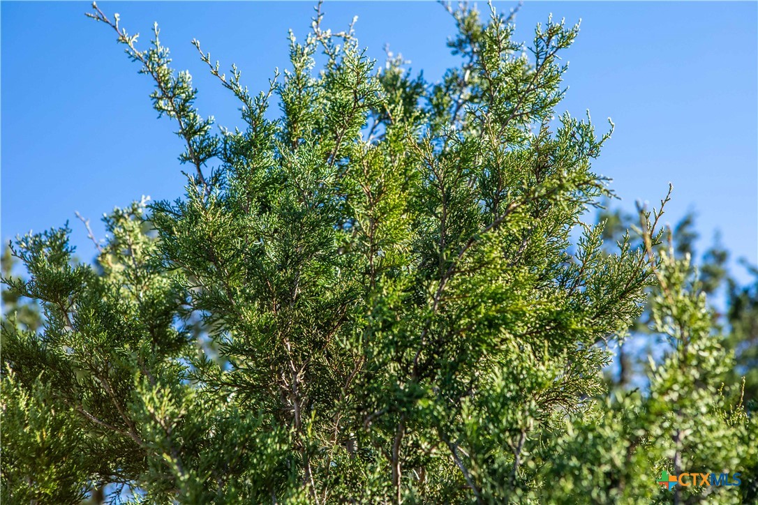 Boerne, Texas, 78015, United States, ,Land,For Sale,1686851