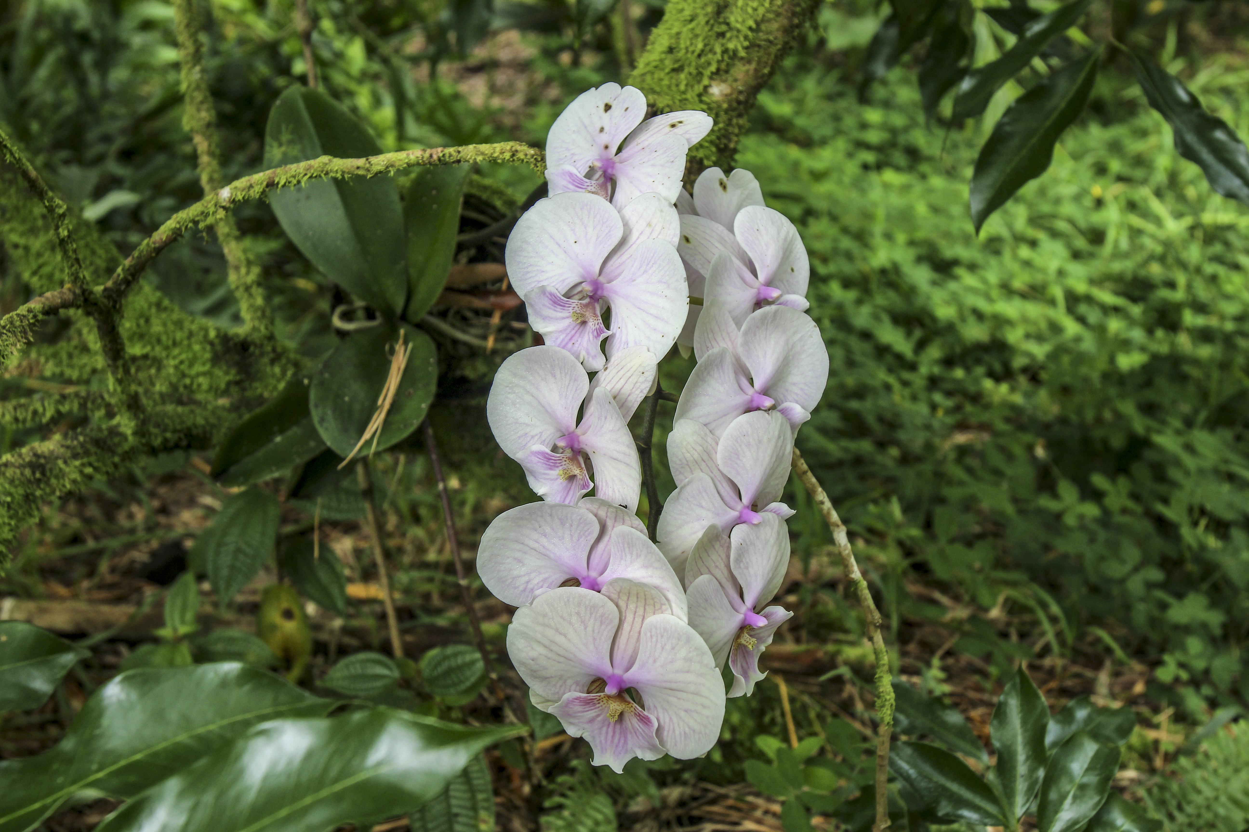  16-1517 Poouli Rd, Kurtistown, HI, 96760 - 物件實景