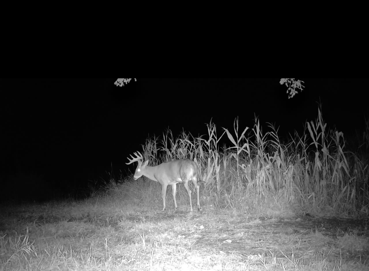 Kirksville, Missouri, 63501, United States, ,Land,For Sale,2006170