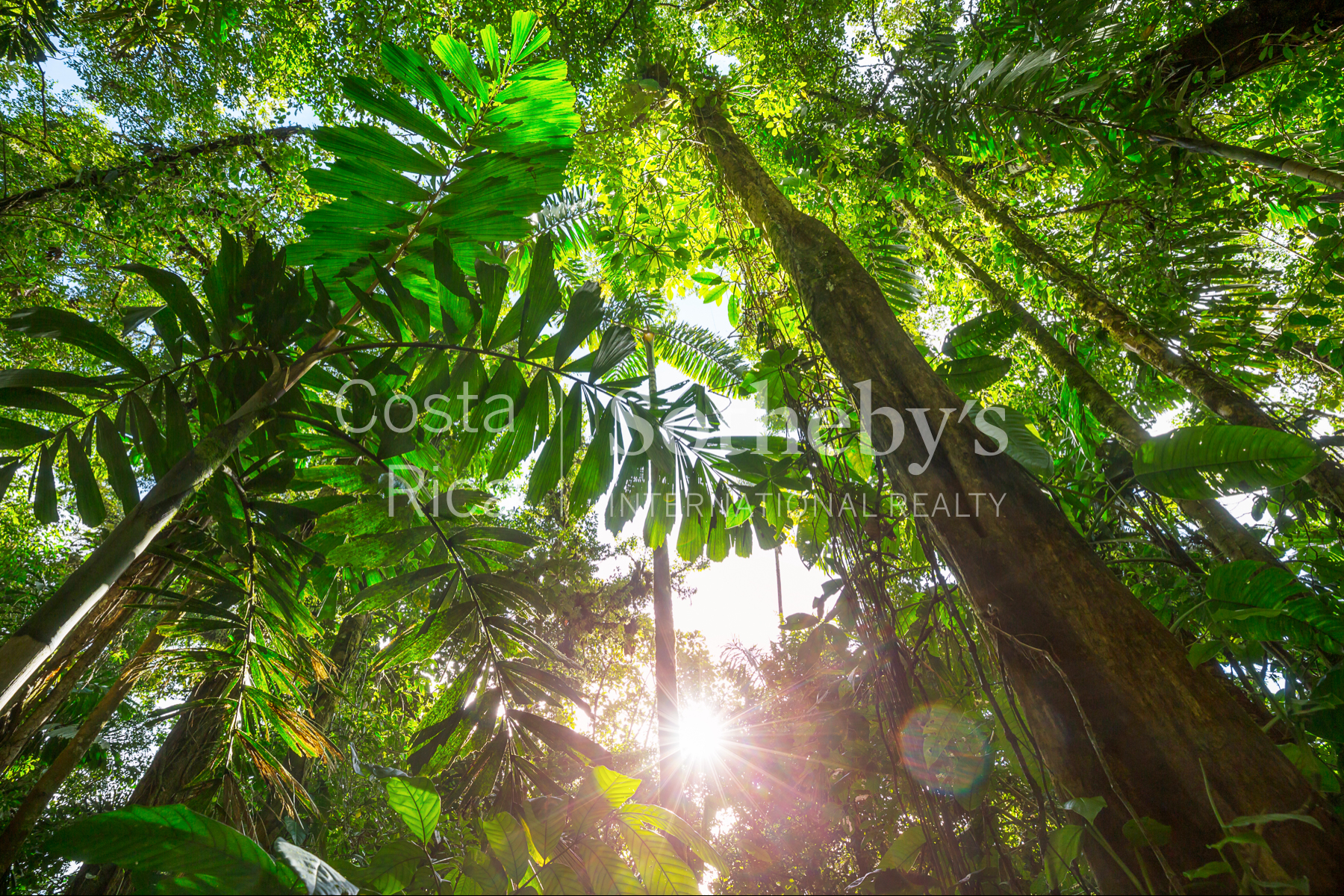  300ha Conservation of Tropical Rainforest - 物件實景