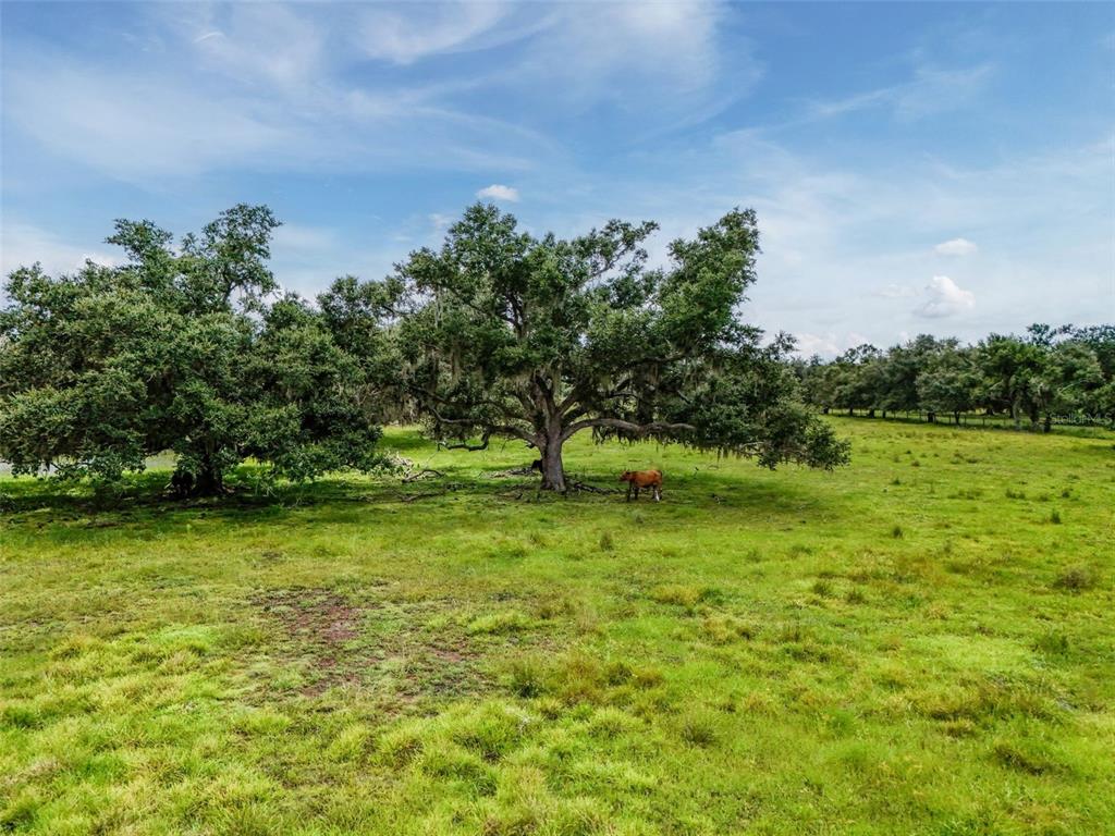 Myakka City, Florida, 34251, United States, ,Land,For Sale,1908306